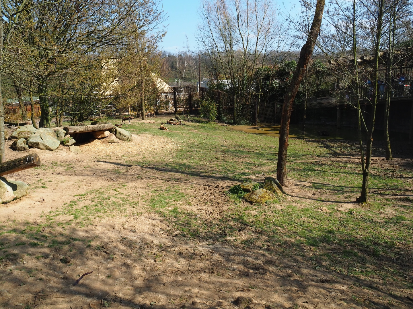 African hunting dog exhibit, 2019-03-30