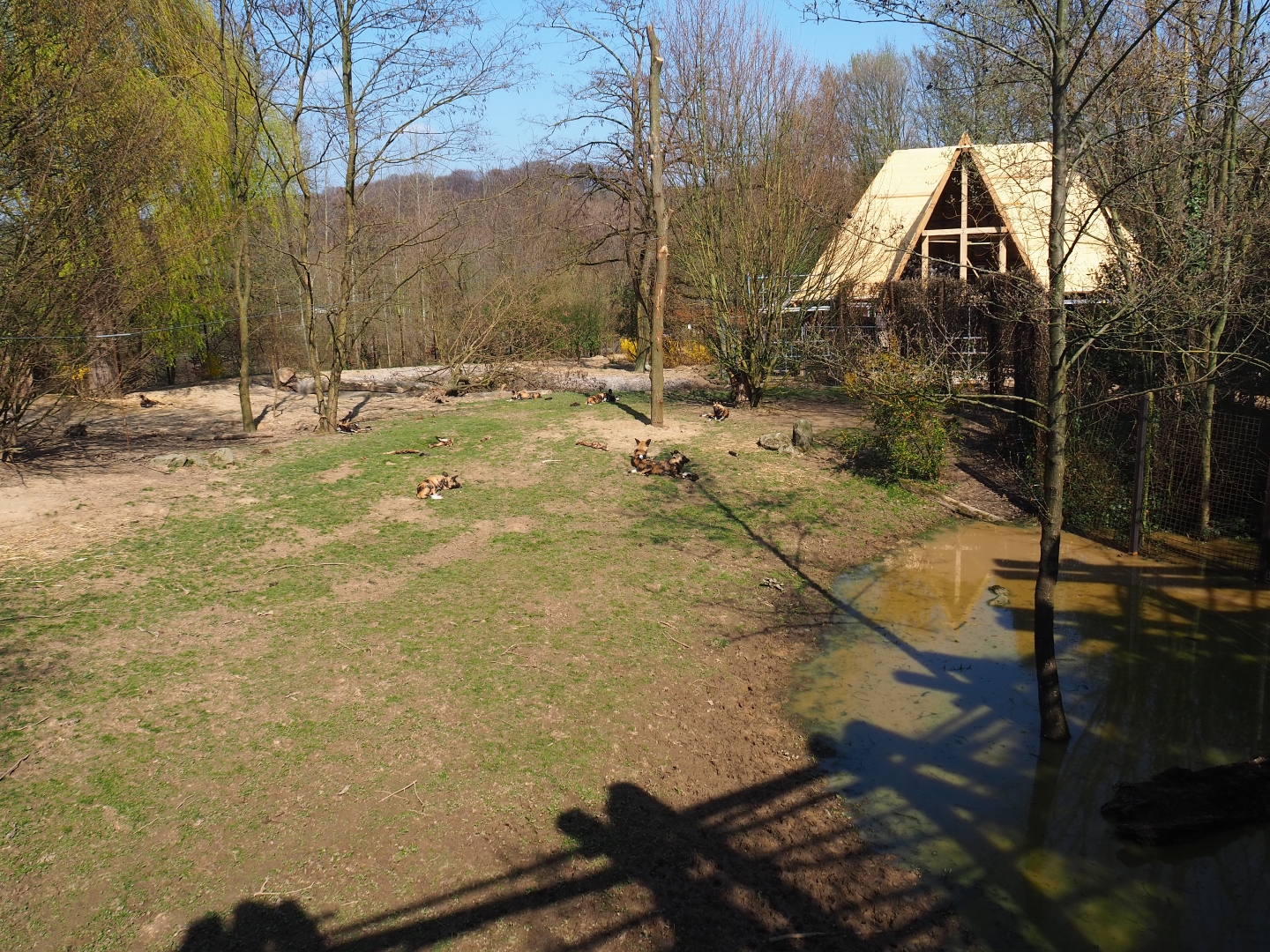 African hunting dog exhibit, 2019-03-30