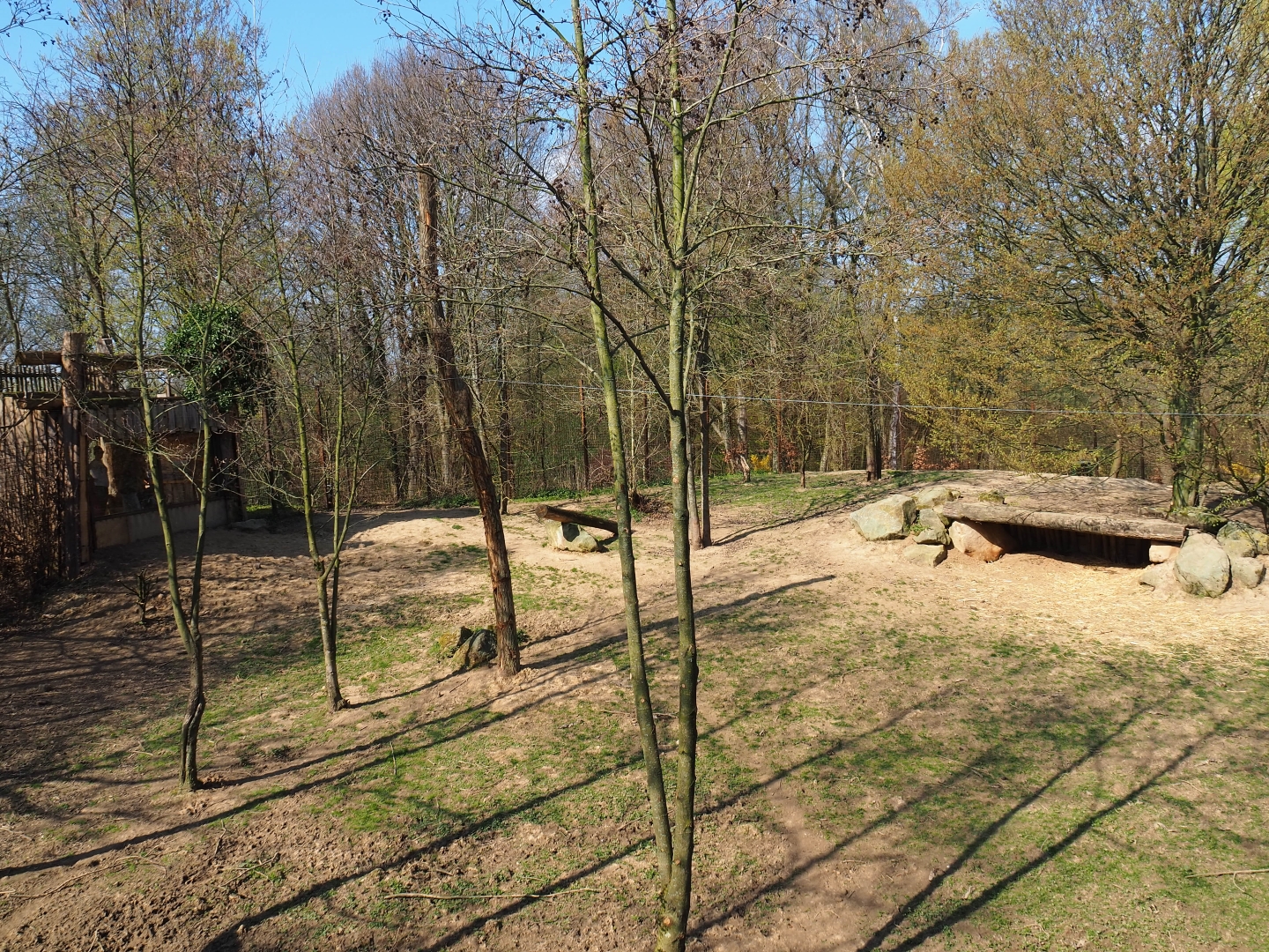 African hunting dog exhibit, 2019-03-30