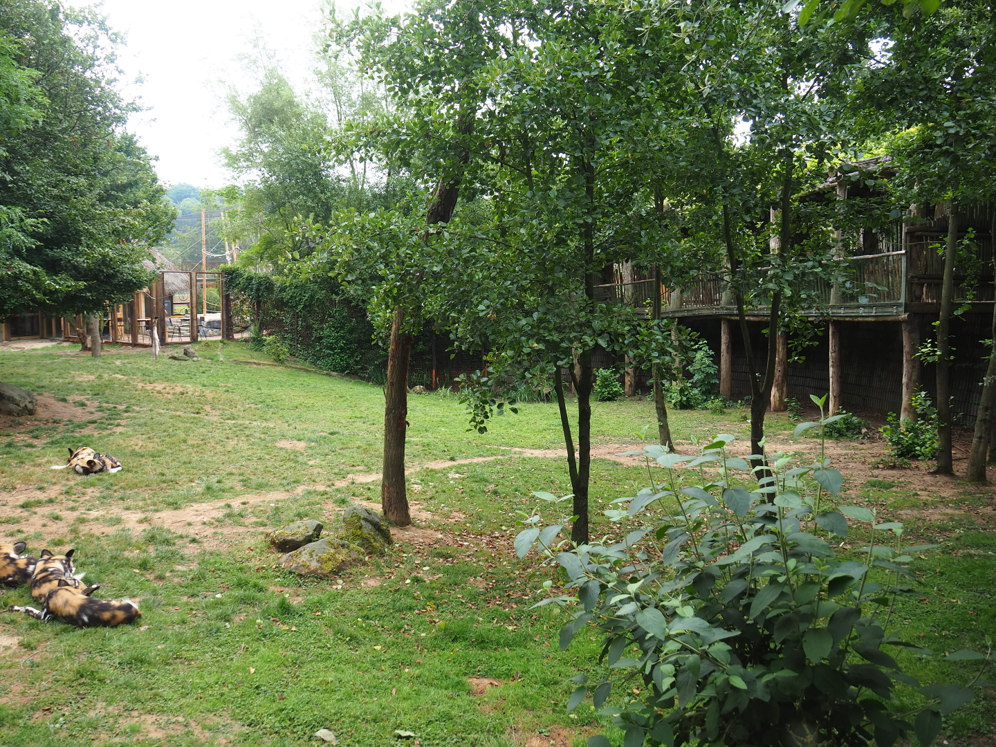 African hunting dog exhibit, 2019-07-21