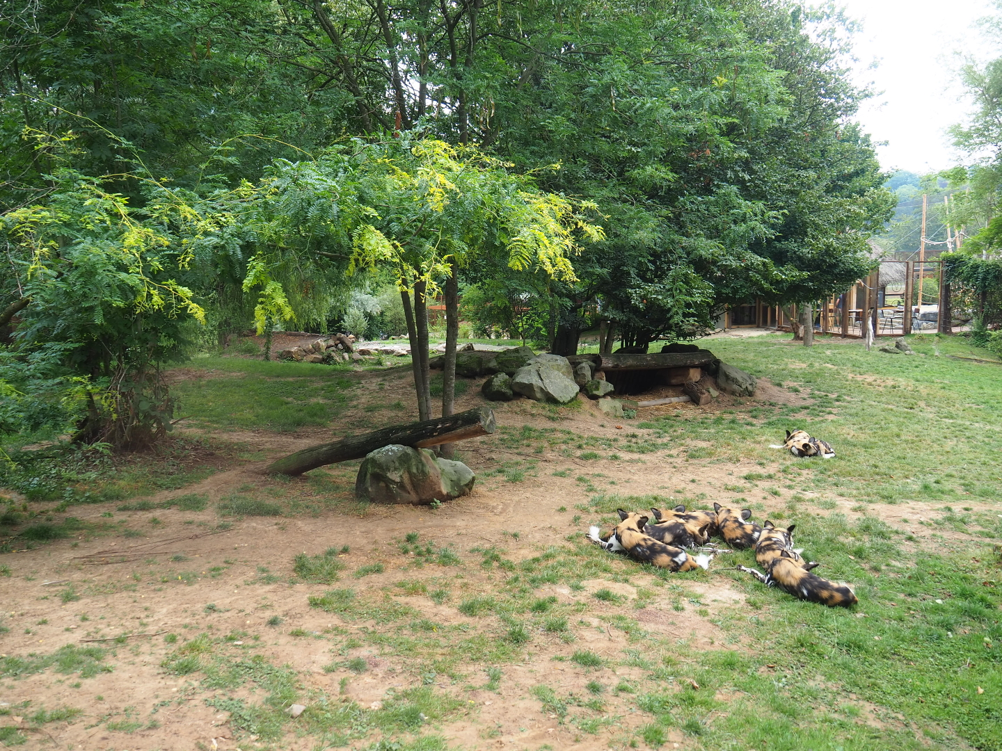 African hunting dog exhibit, 2019-07-21