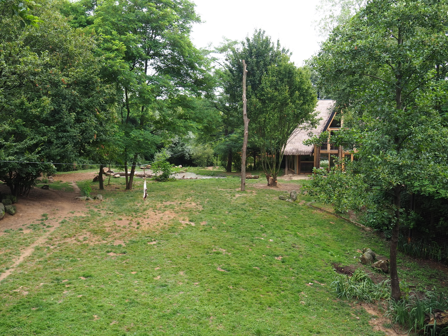 African hunting dog exhibit, 2019-07-21