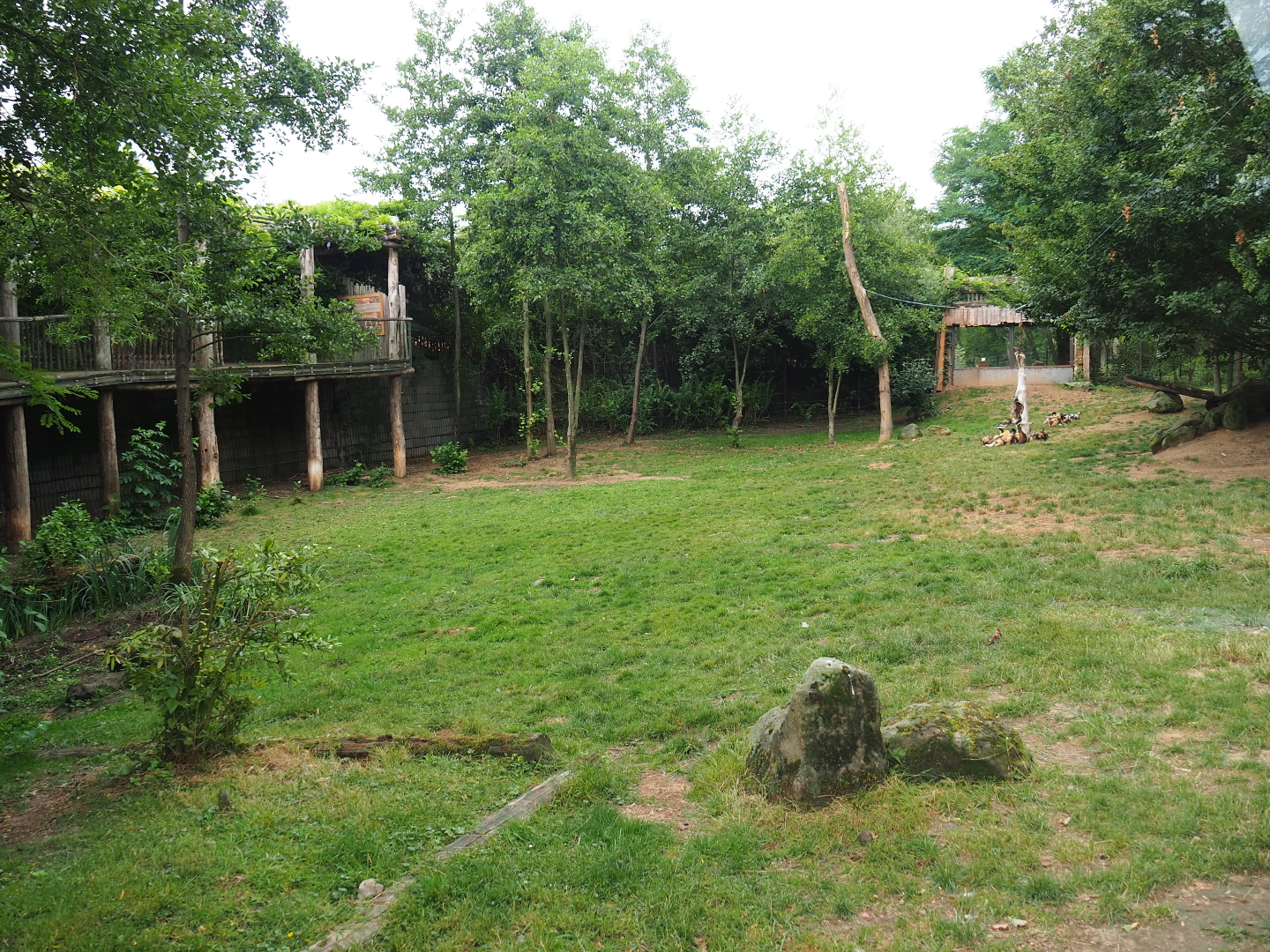 African hunting dog exhibit, 2019-07-21