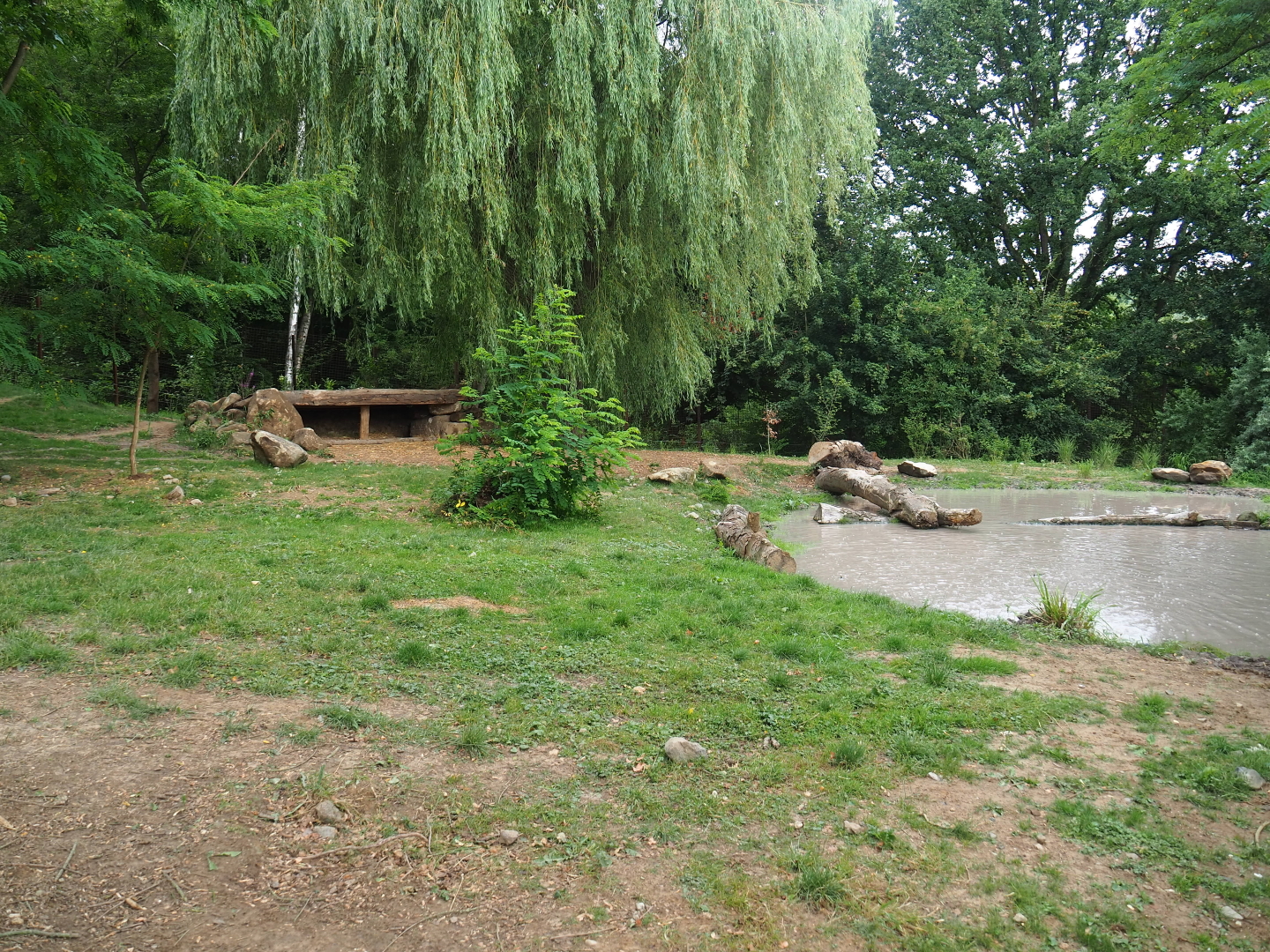 African hunting dog exhibit, 2019-07-21