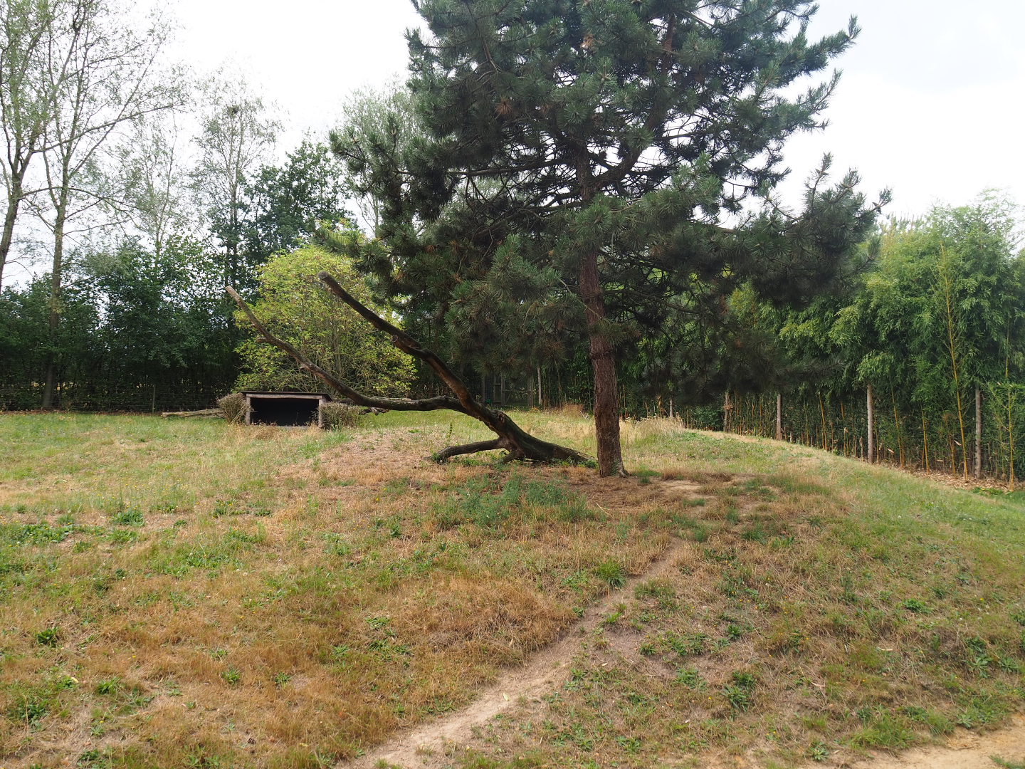 African hunting dog exhibit, 2019-08-11