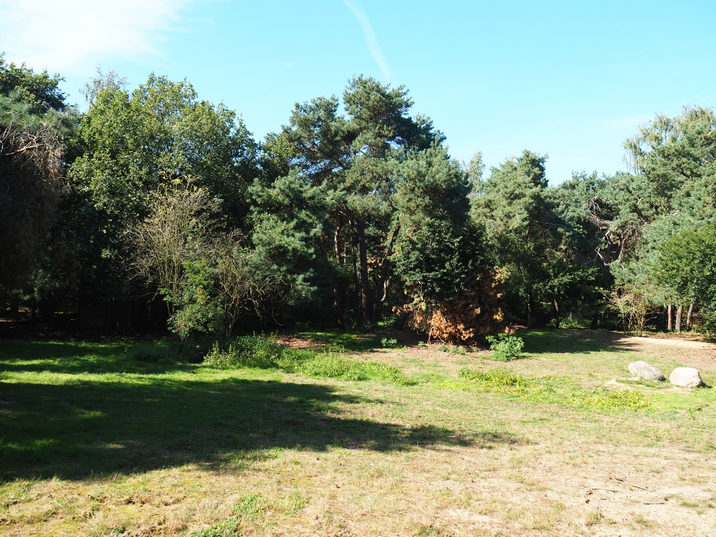 African hunting dog exhibit,  2019-09-15