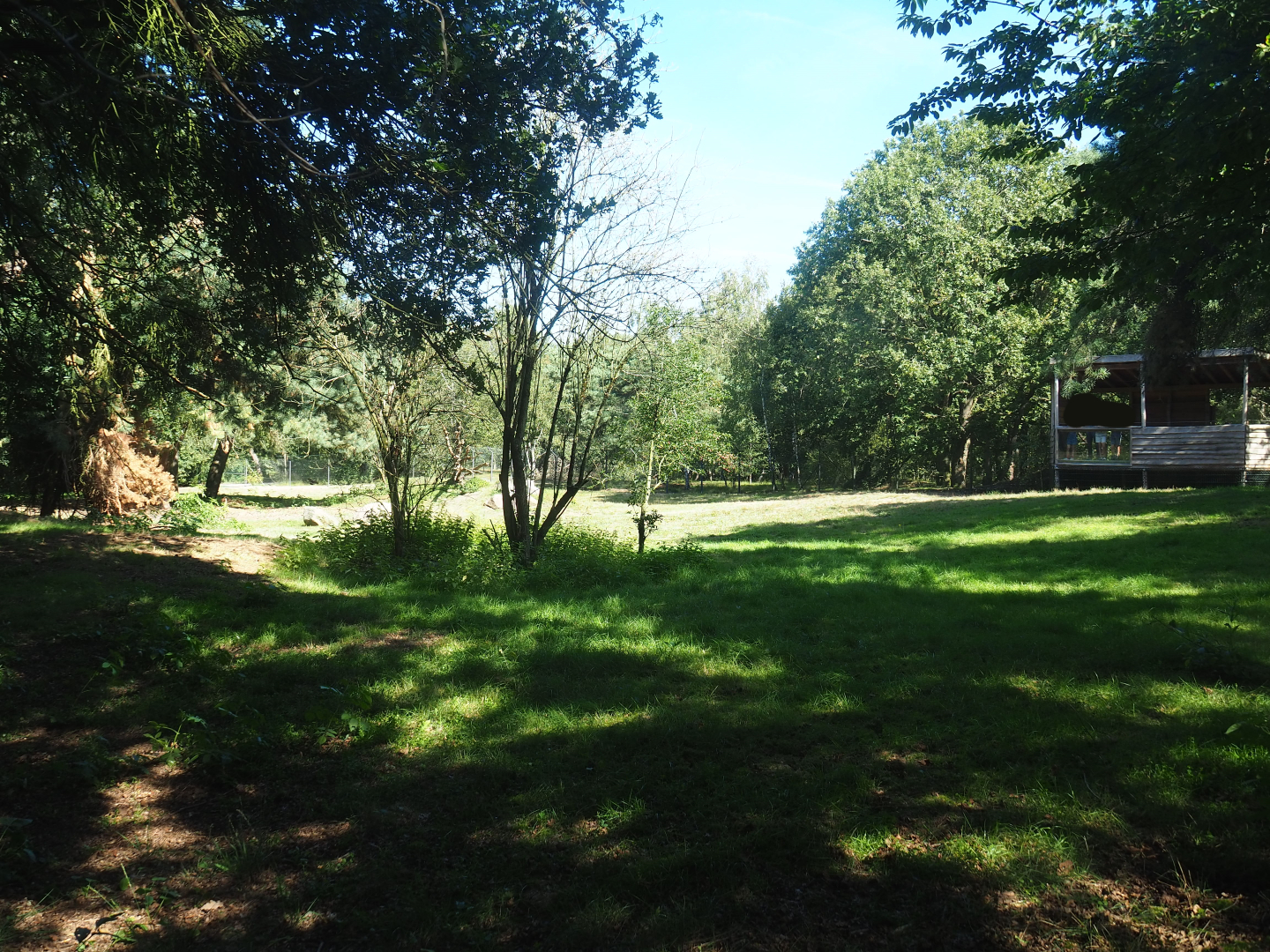 African hunting dog exhibit,  2019-09-15