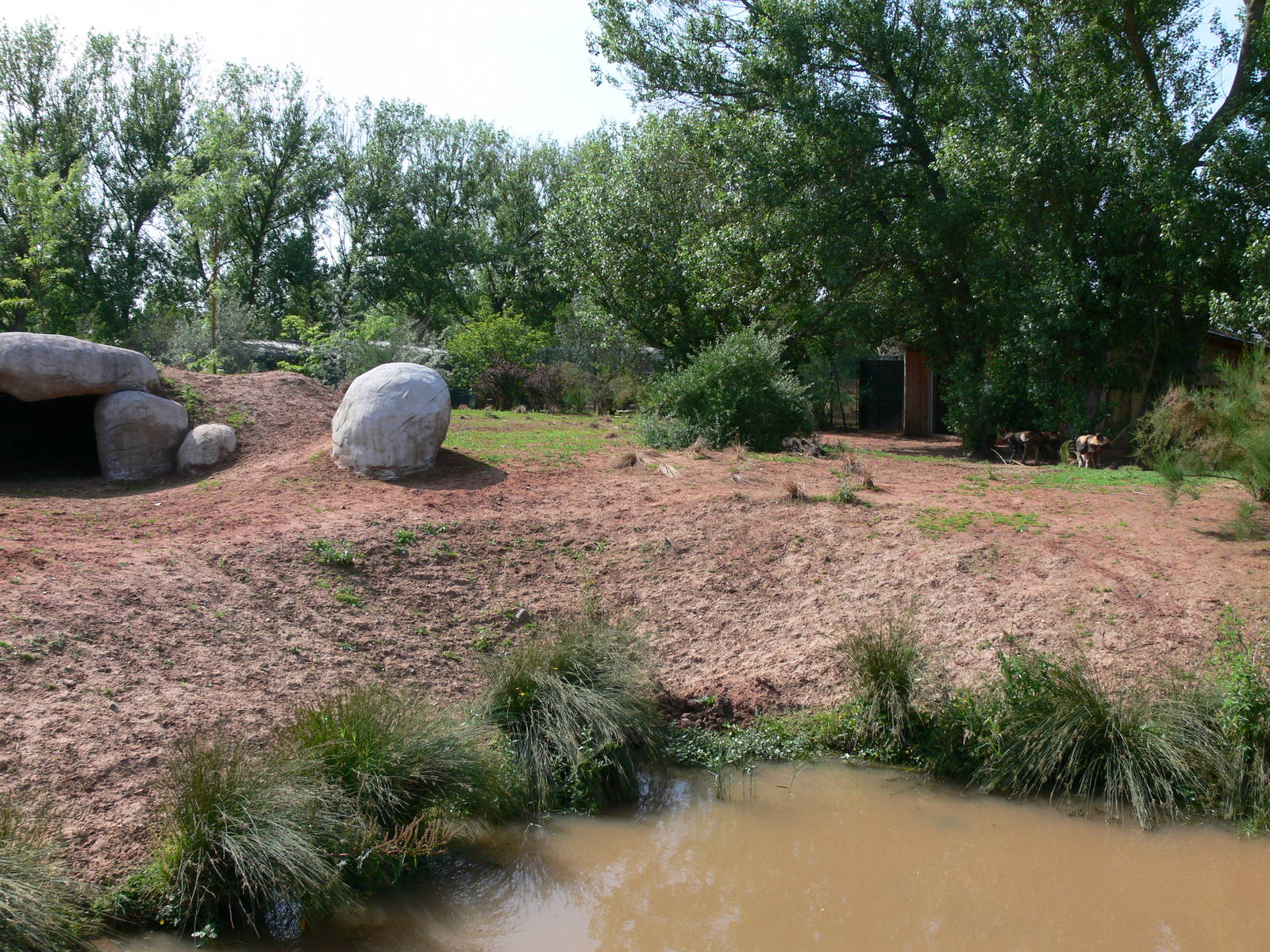 African Hunting Dog exhibit at Chester Zoo, 06/07/13