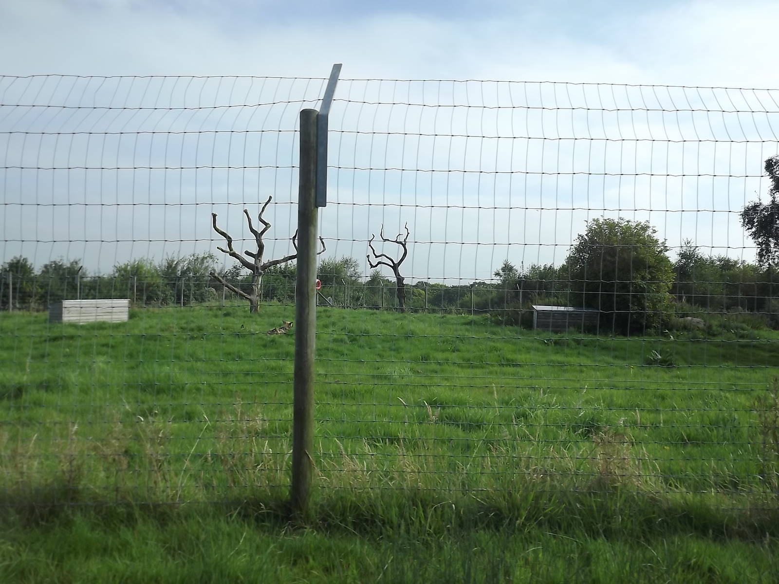 African Hunting Dog exhibit at Knowsley Safari Park 08/09/12