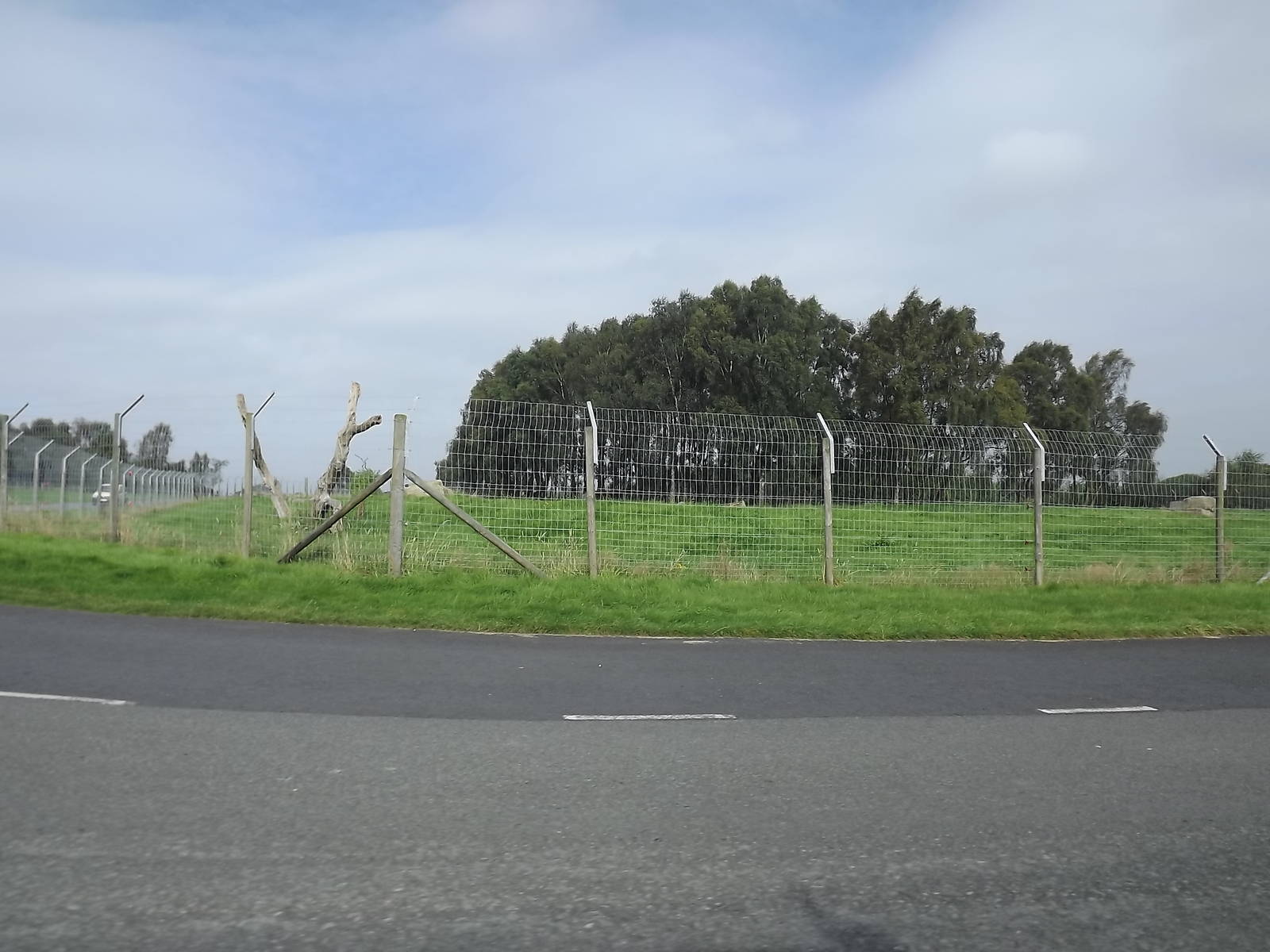 African Hunting Dog exhibit at Knowsley Safari Park 08/09/12