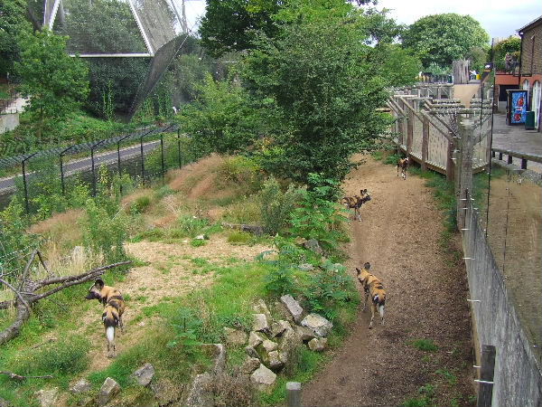 African Hunting Dog exhibit, Into Africa section