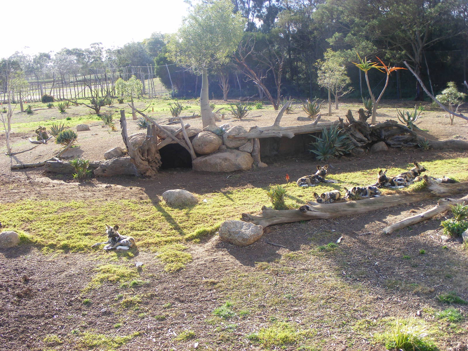 African Hunting Dog Exhibit - July, 2009