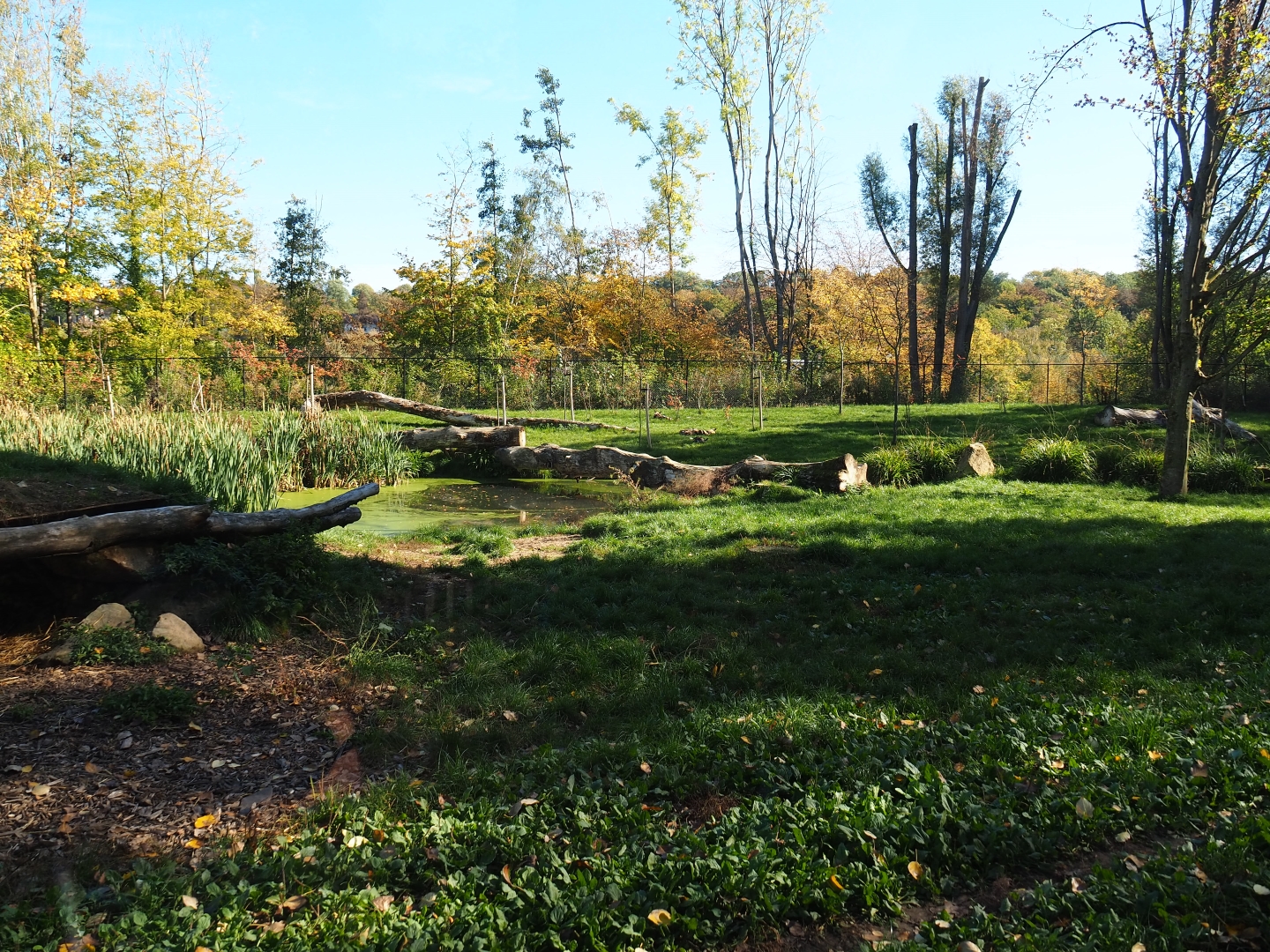 African hunting dog exhibit (Oct 13th, 2018)