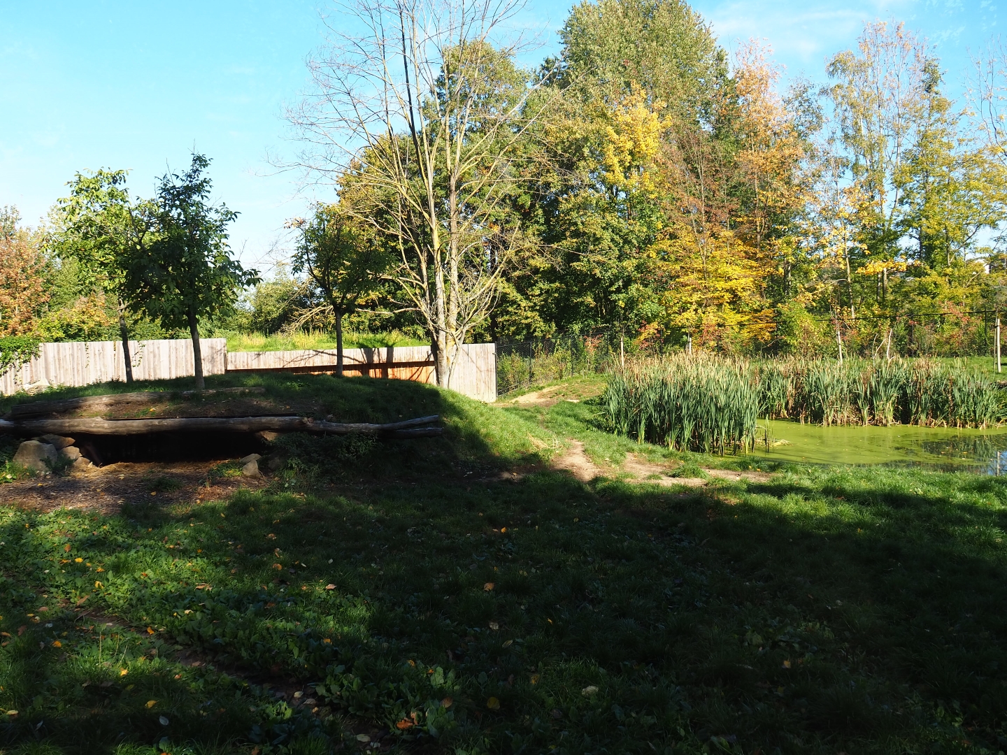 African hunting dog exhibit (Oct 13th, 2018)