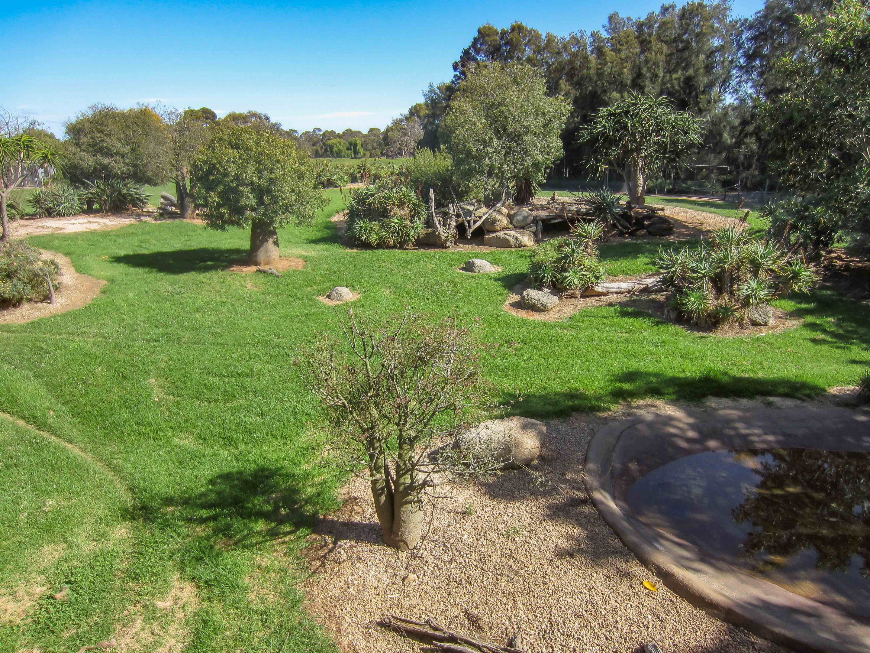 African Hunting Dog exhibit