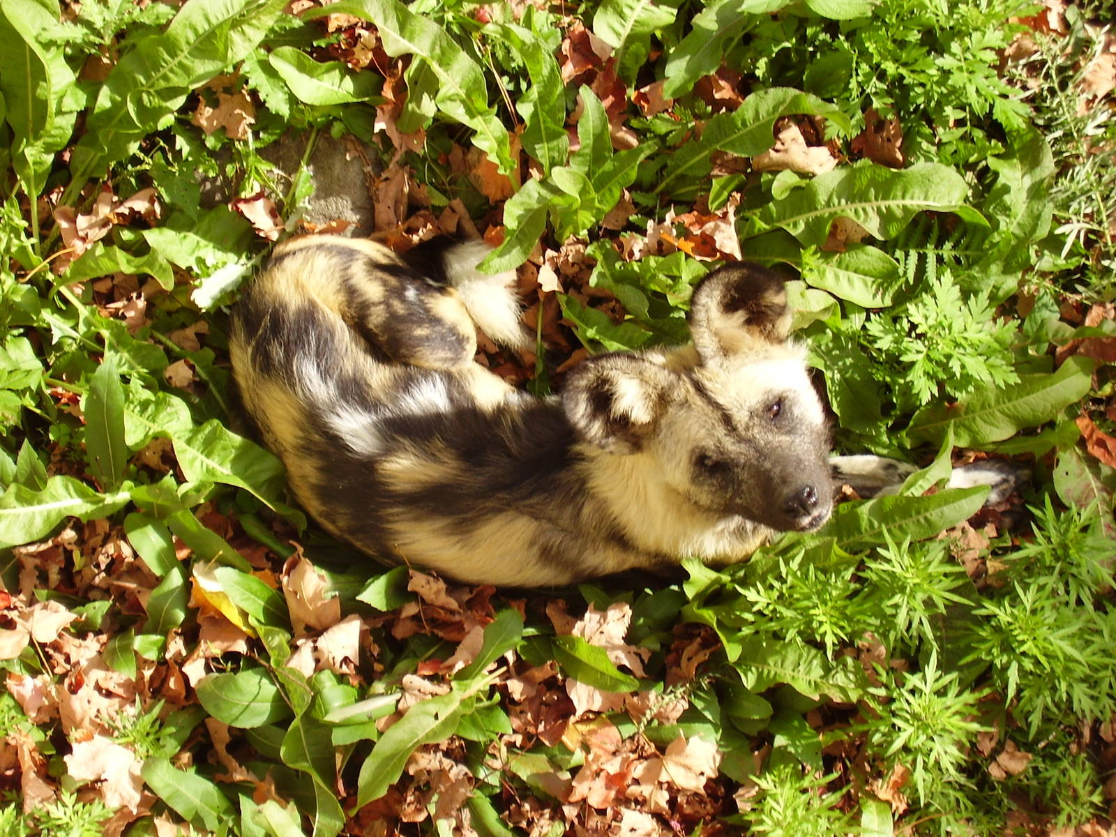 African Hunting Dog- FPZ OCT06 III