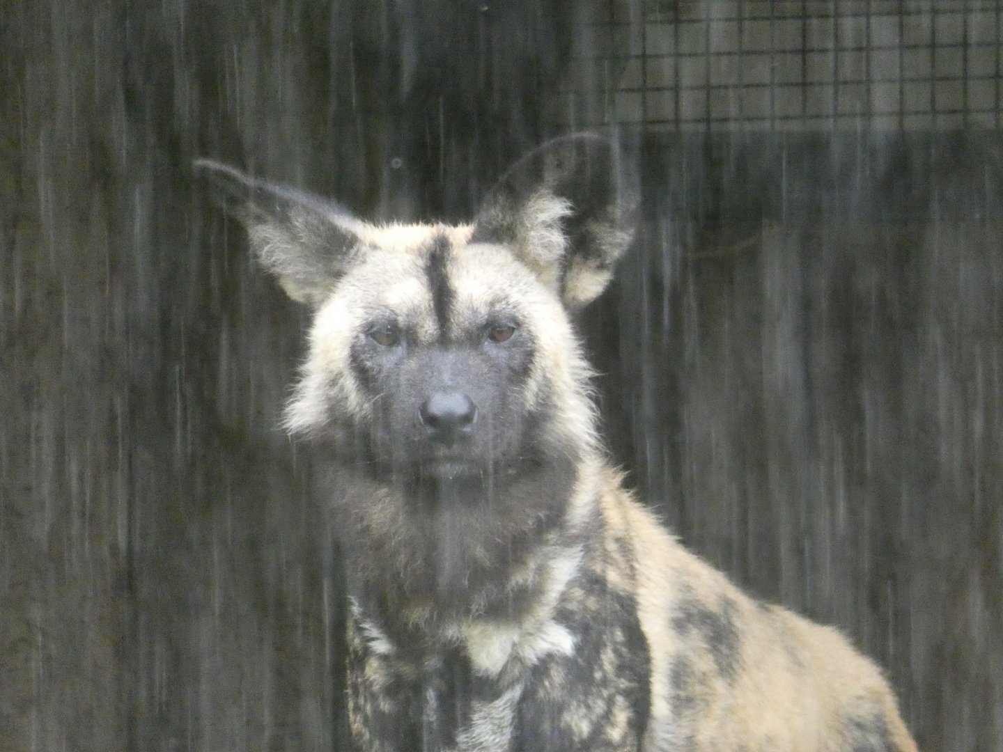 African Hunting Dog in rain