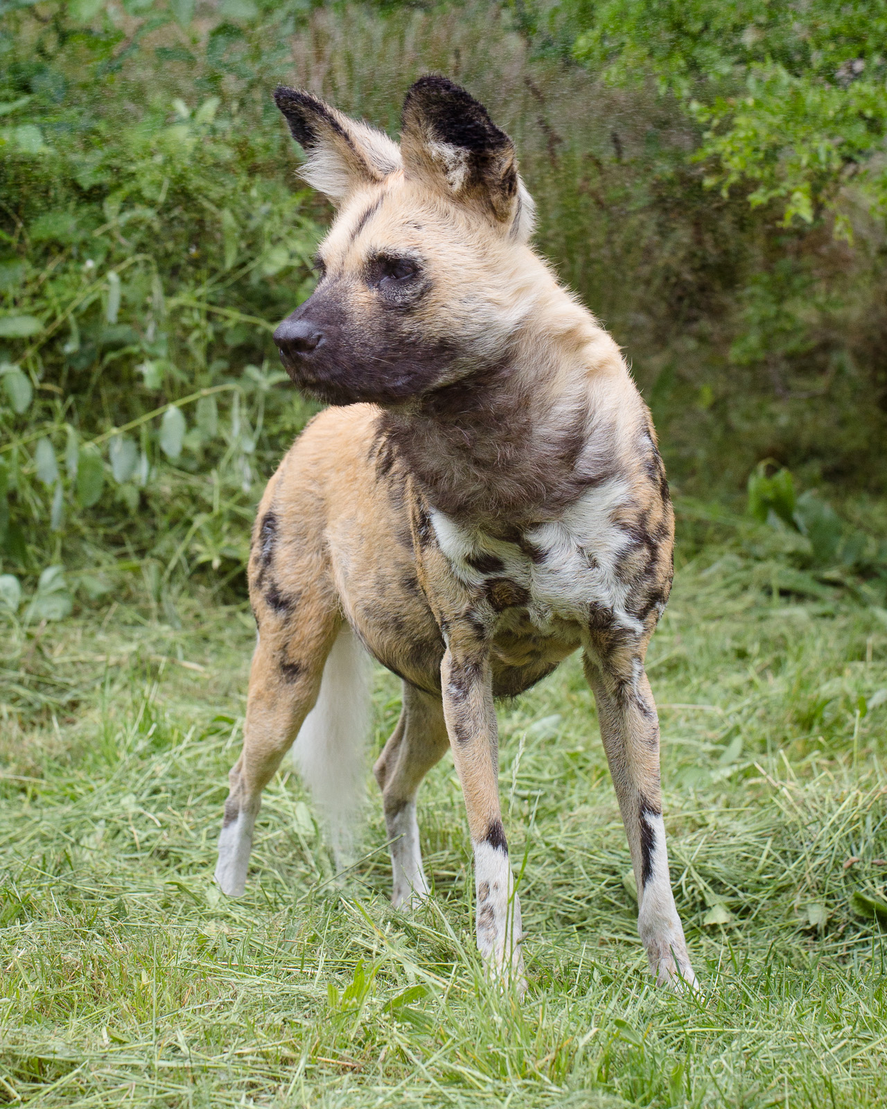 African hunting dog : London : 30 May 2014