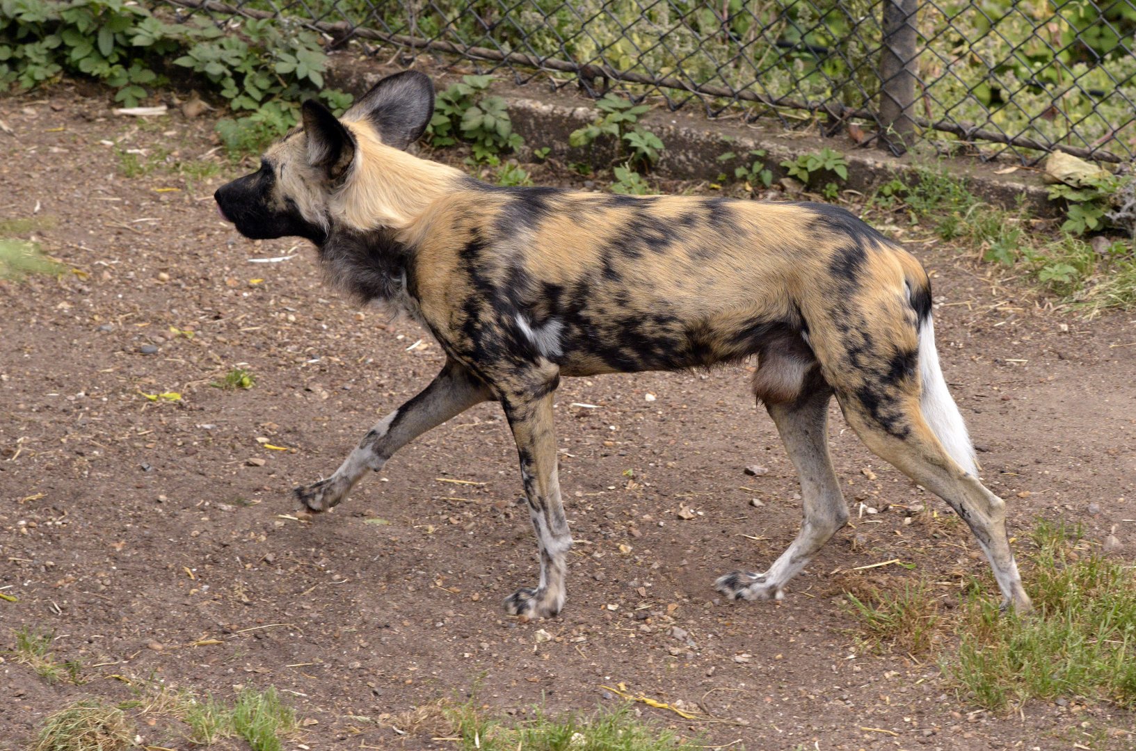 African Hunting Dog London zoo 25 07 2020