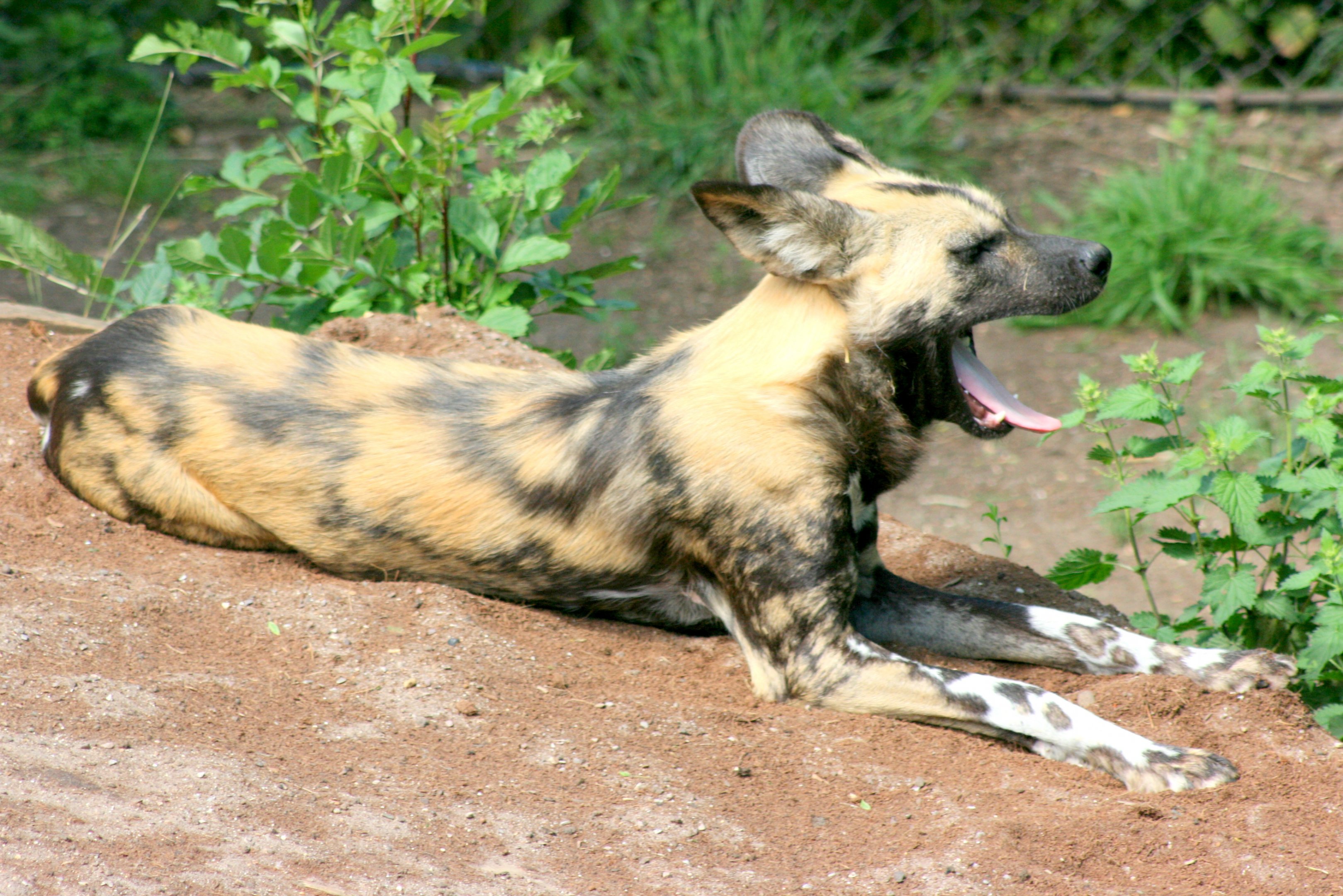 African hunting dog; London Zoo; 27th May 2017