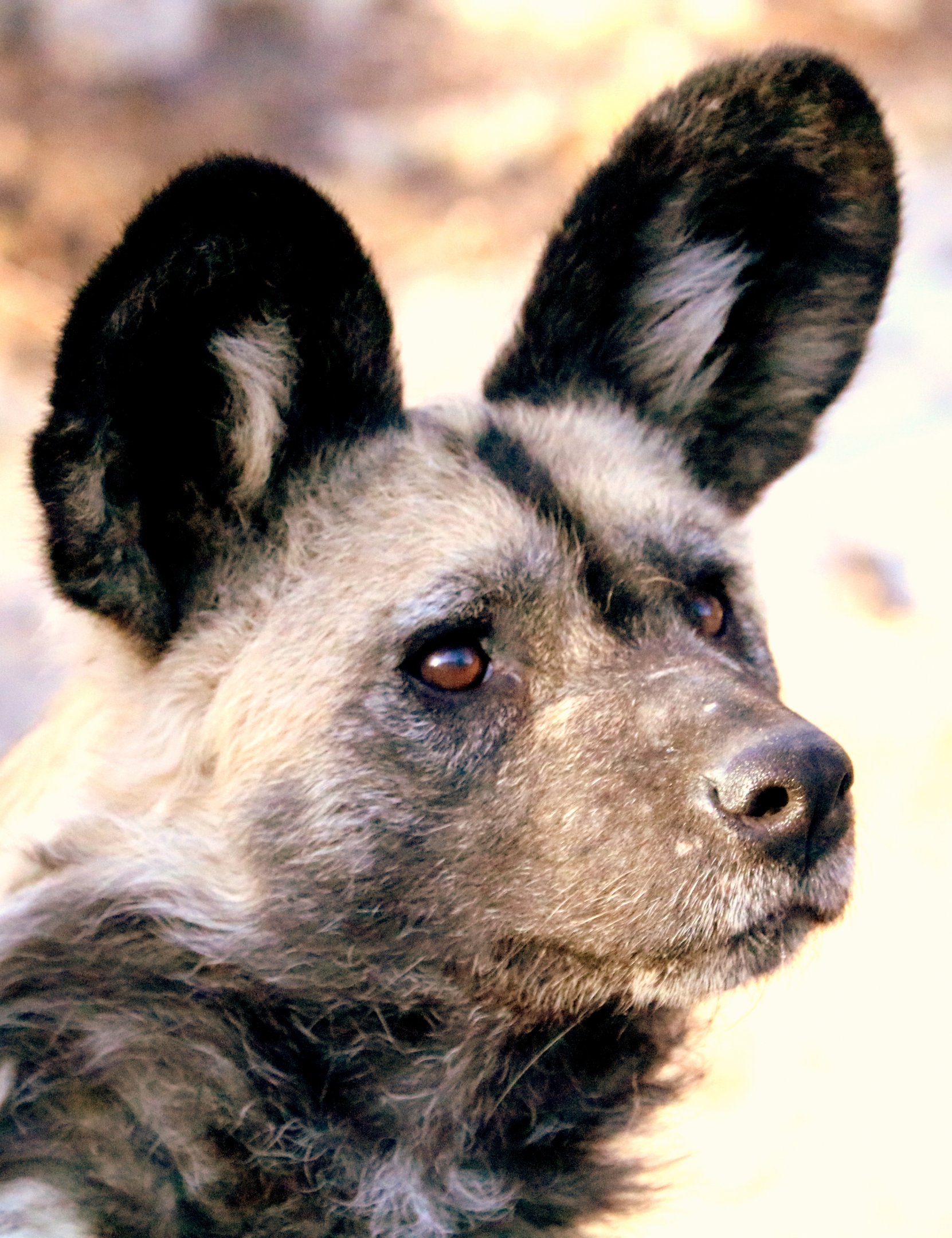 African hunting dog; London Zoo; 7th February 2019