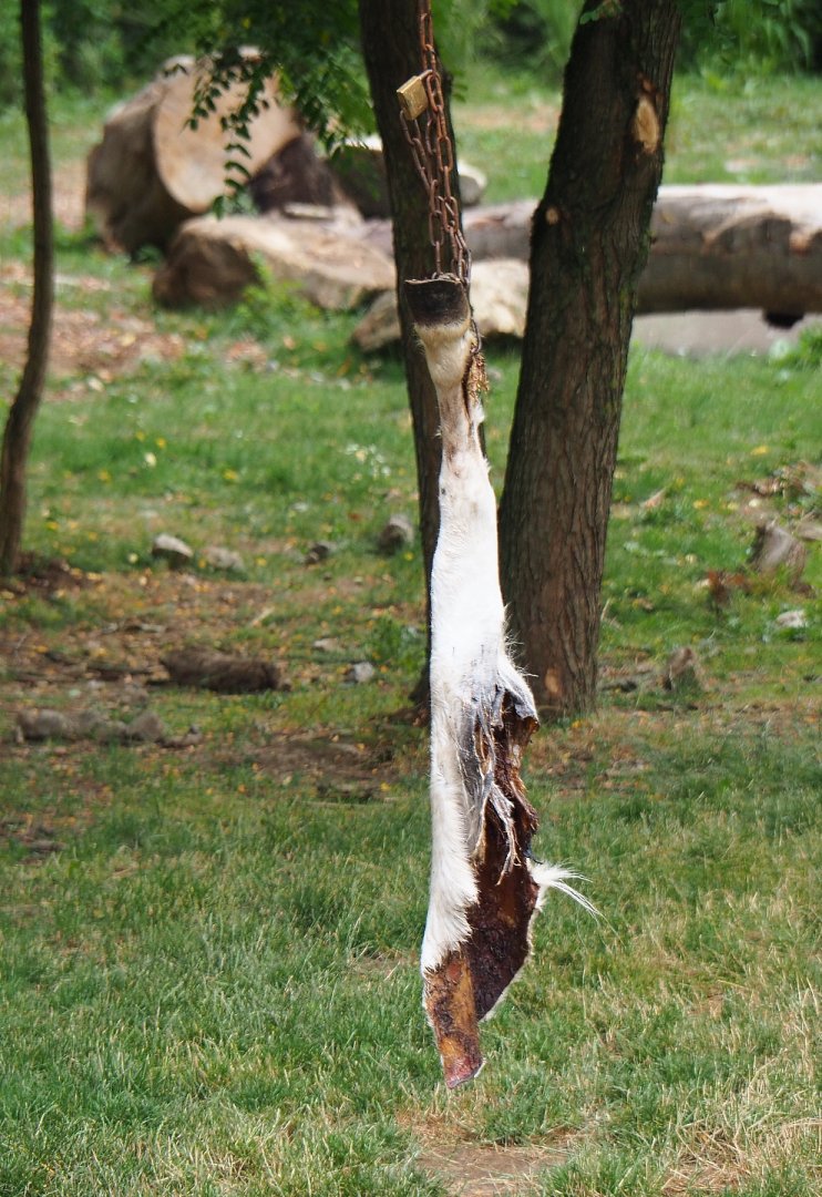 African hunting dog lunch - Possibly a pony leg, 2019-07-21
