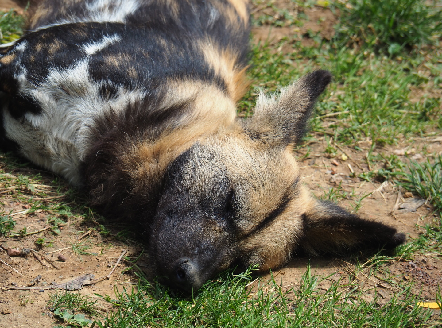African hunting dog (Lycaon pictus), 2019-07-21