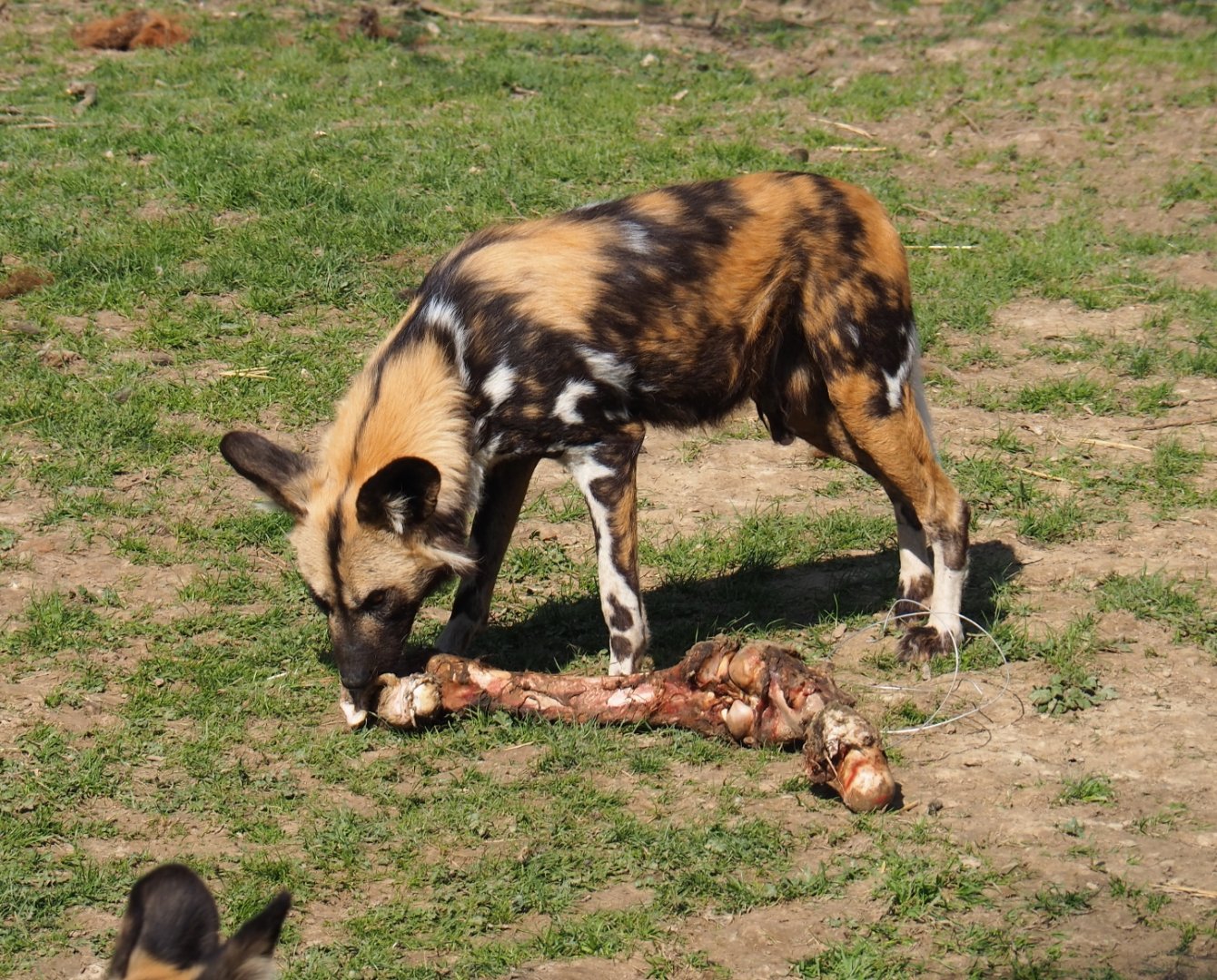 African hunting dog (Lycaon pictus) chewing on cow leg, 2019-03-30