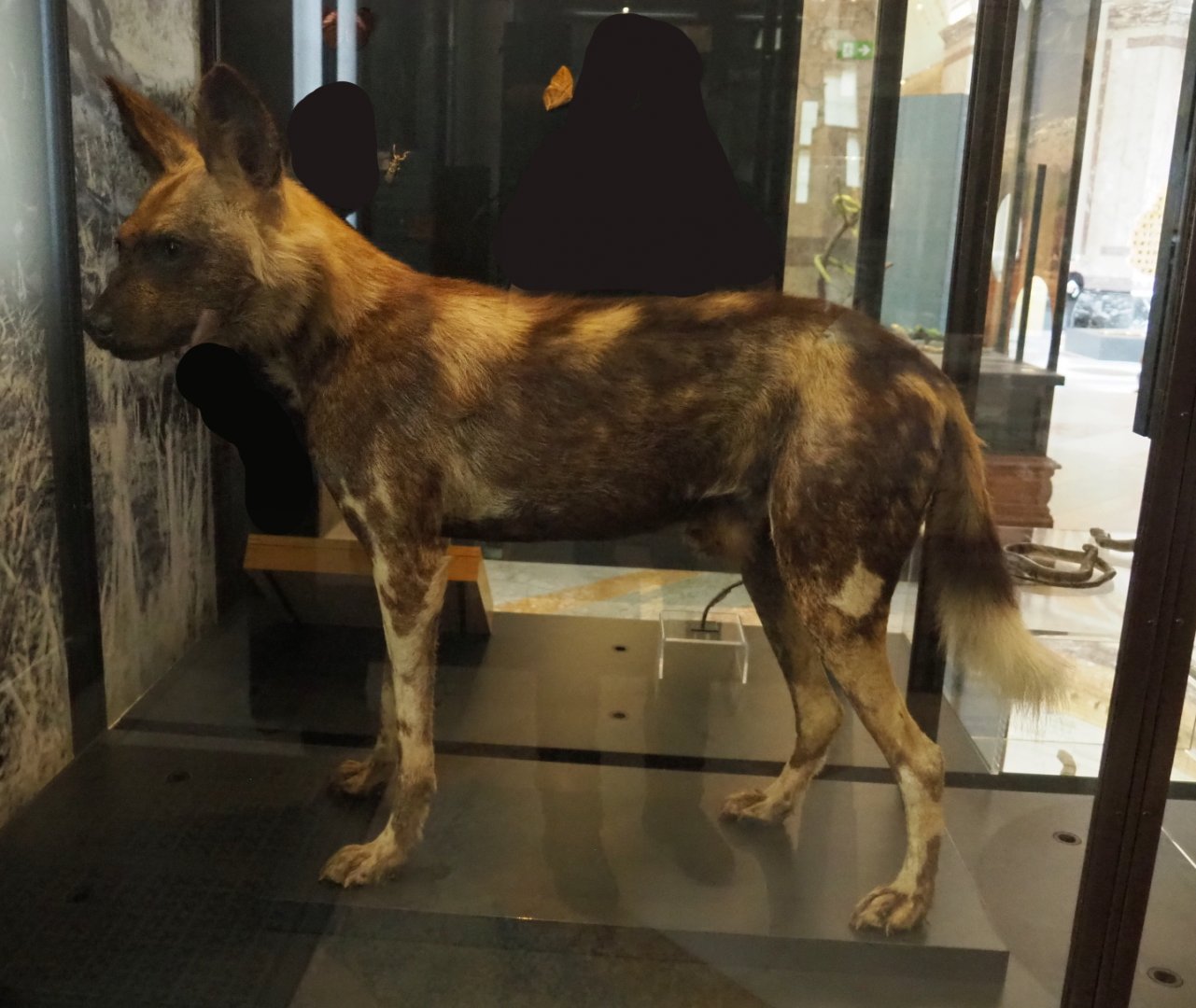 African hunting dog (Lycaon pictus) specimen, 2021-10-20