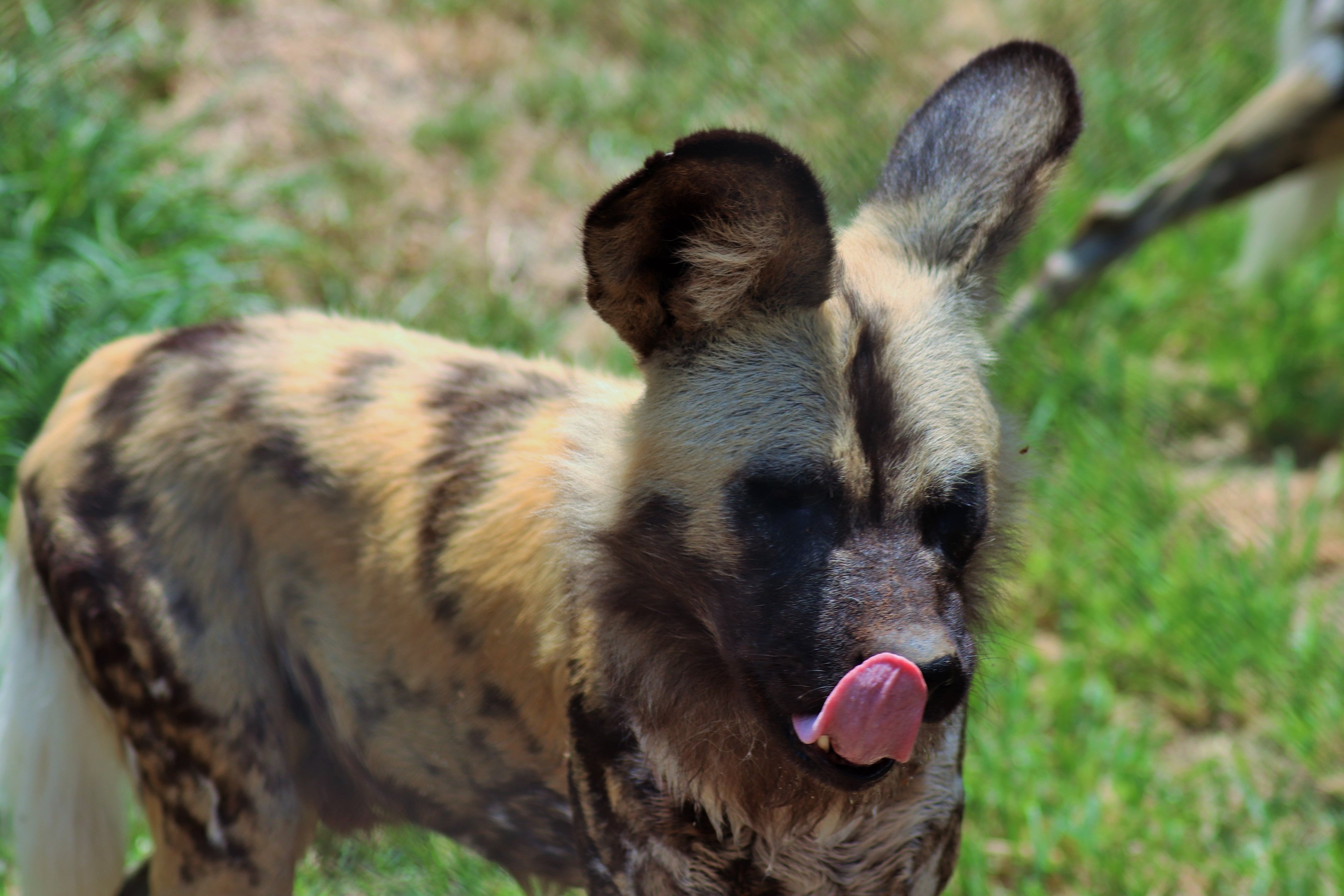 African Hunting Dog (Lycaon pictus)