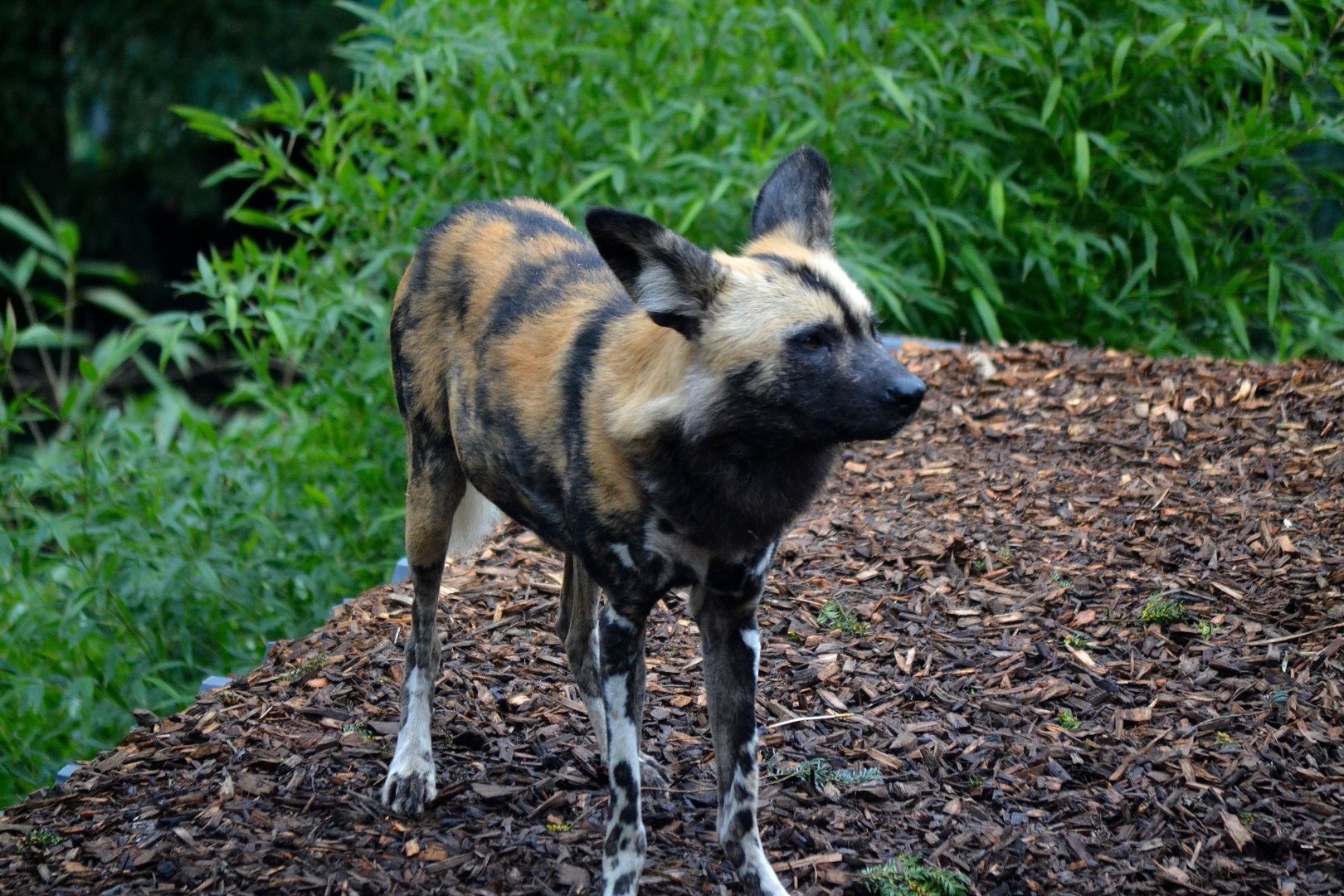 African Hunting Dog - March 2017