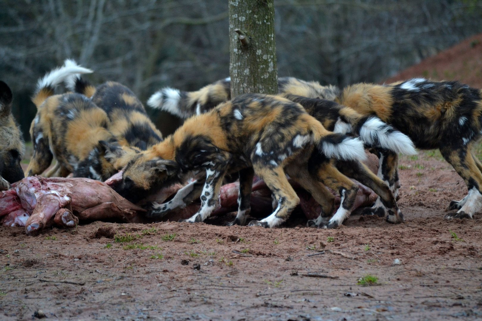 African Hunting Dog - March 2018