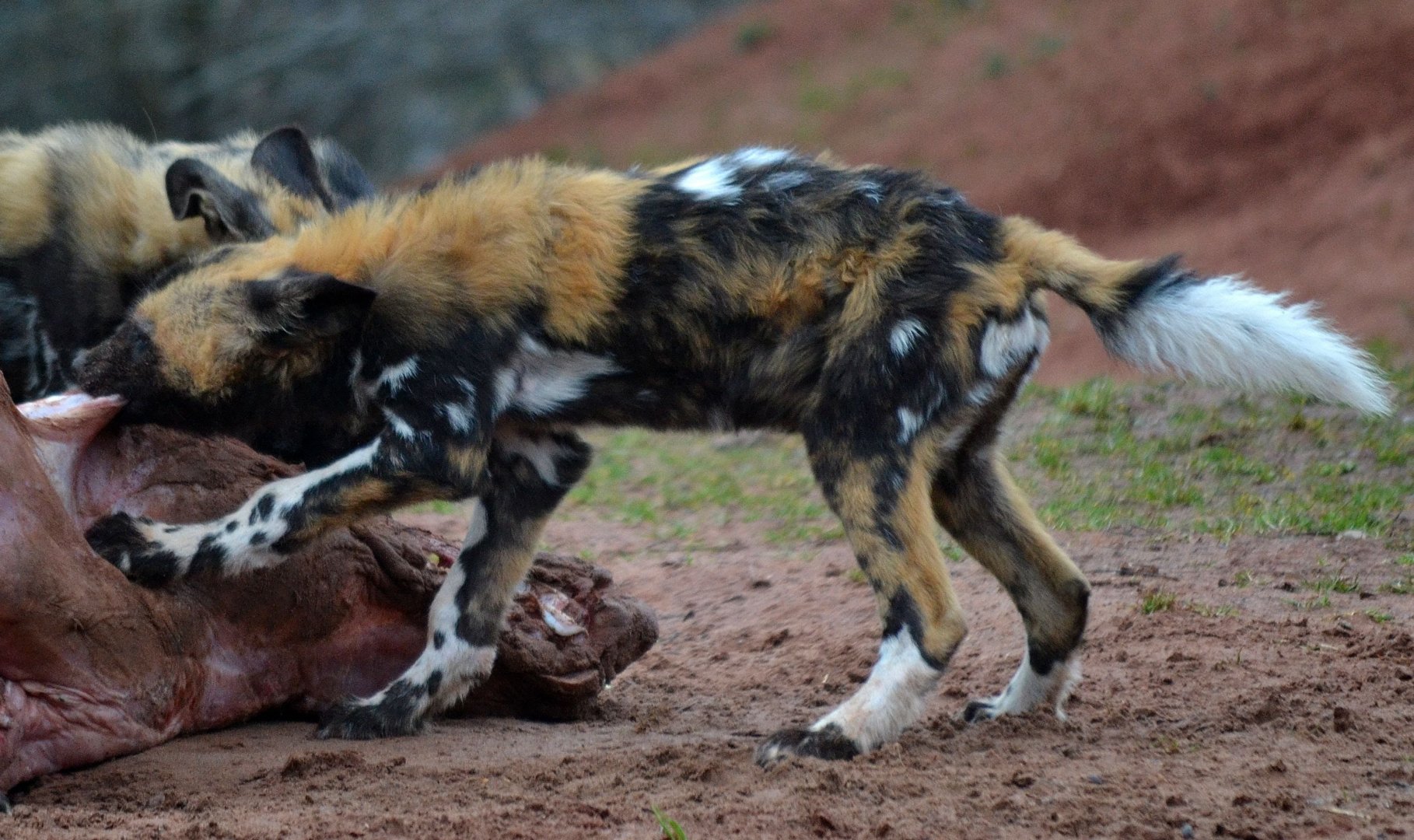 African Hunting Dog - March 2018