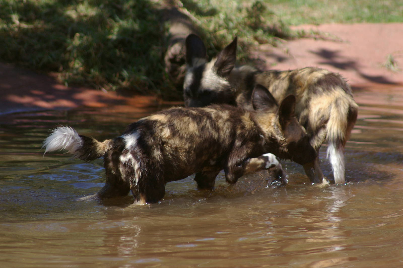 African hunting dog pups