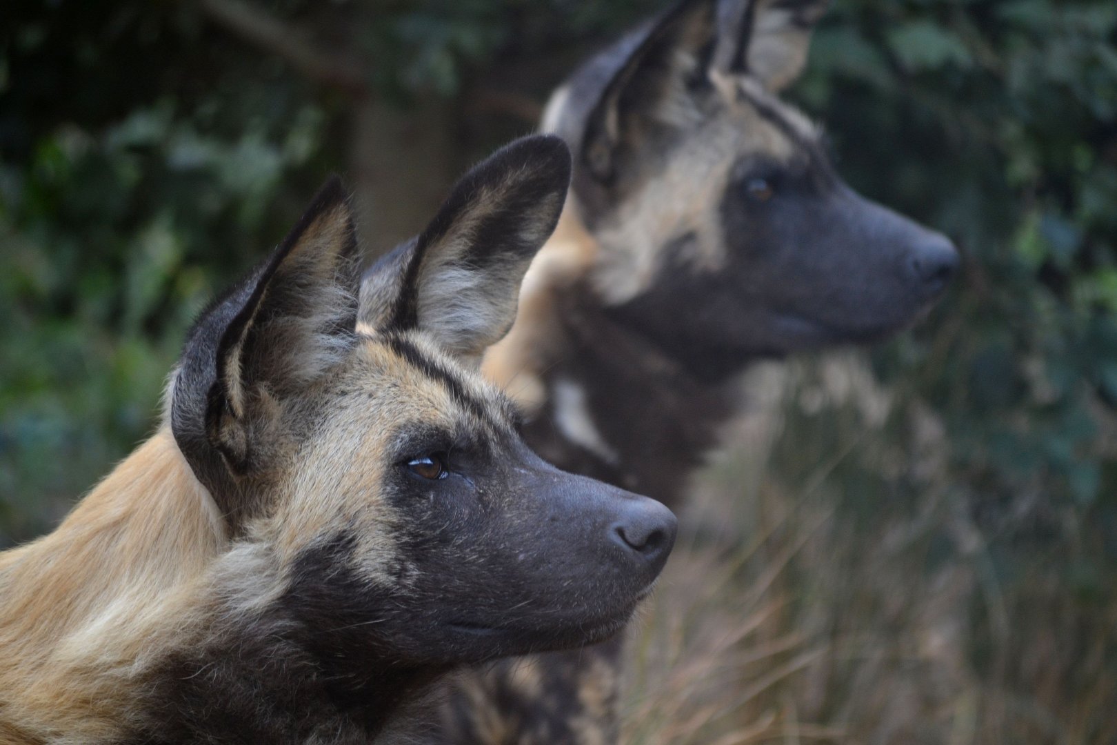 African Hunting Dog - September 2016