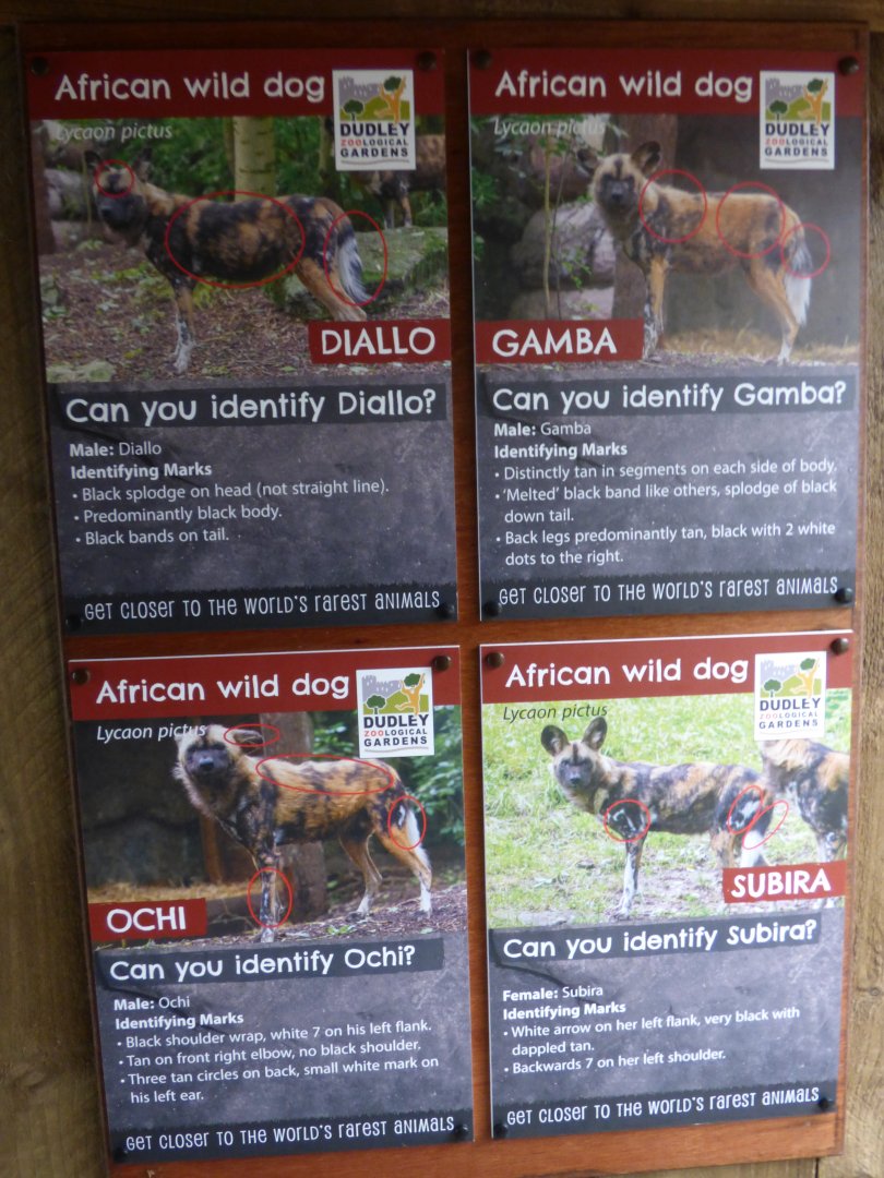African Hunting Dog signage