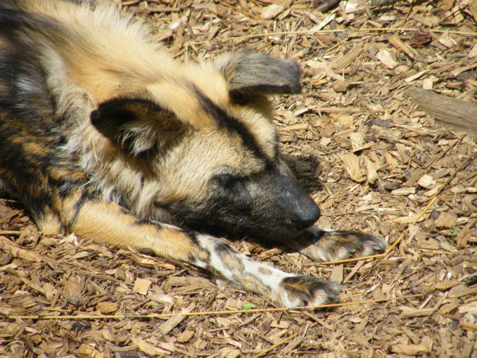 African Hunting Dog Sleeping