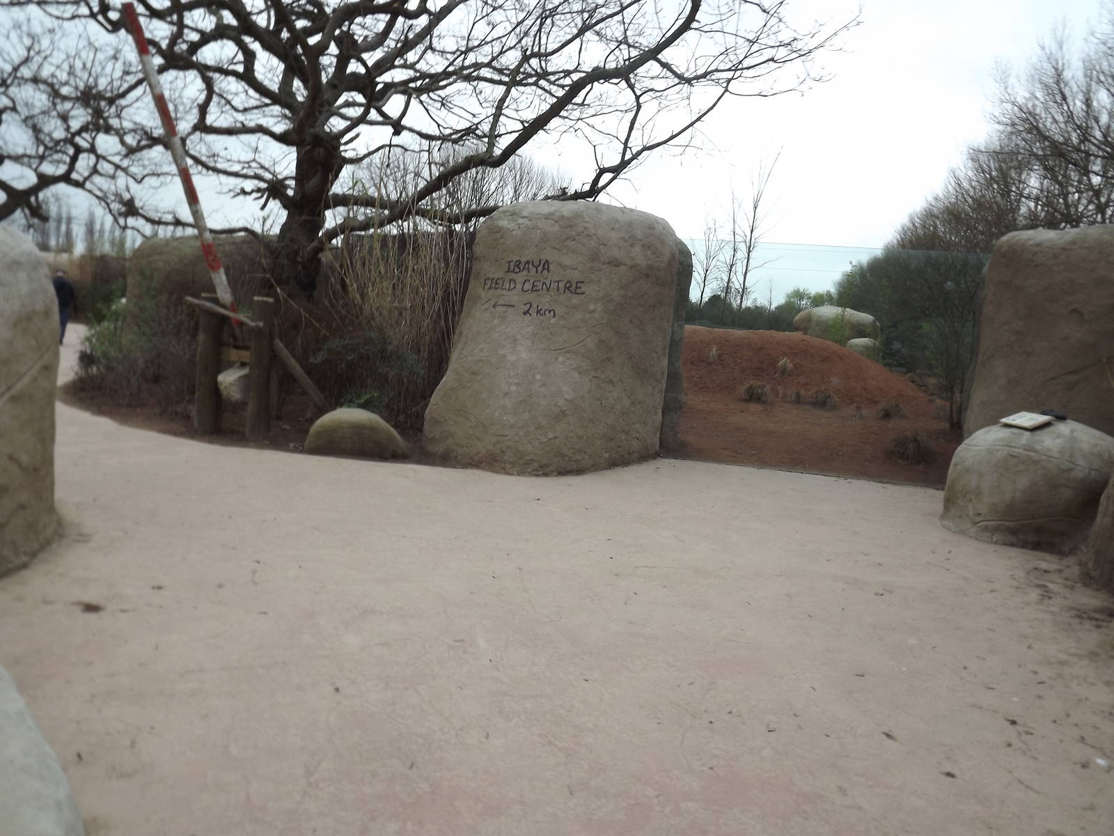 African Hunting Dog viewing at Chester Zoo 31/03/12+