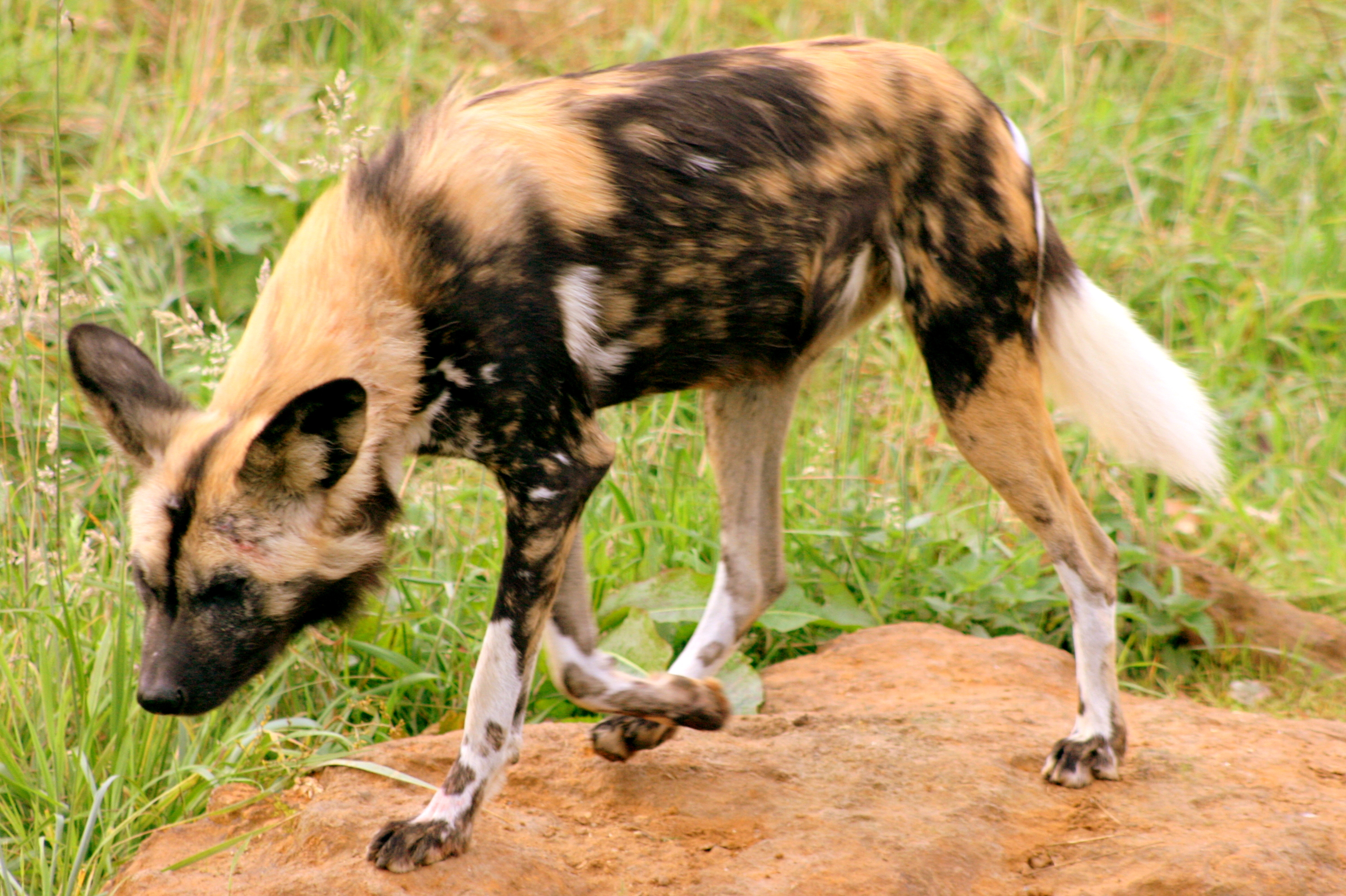 African hunting dog; Whipsnade; 6th October 2017
