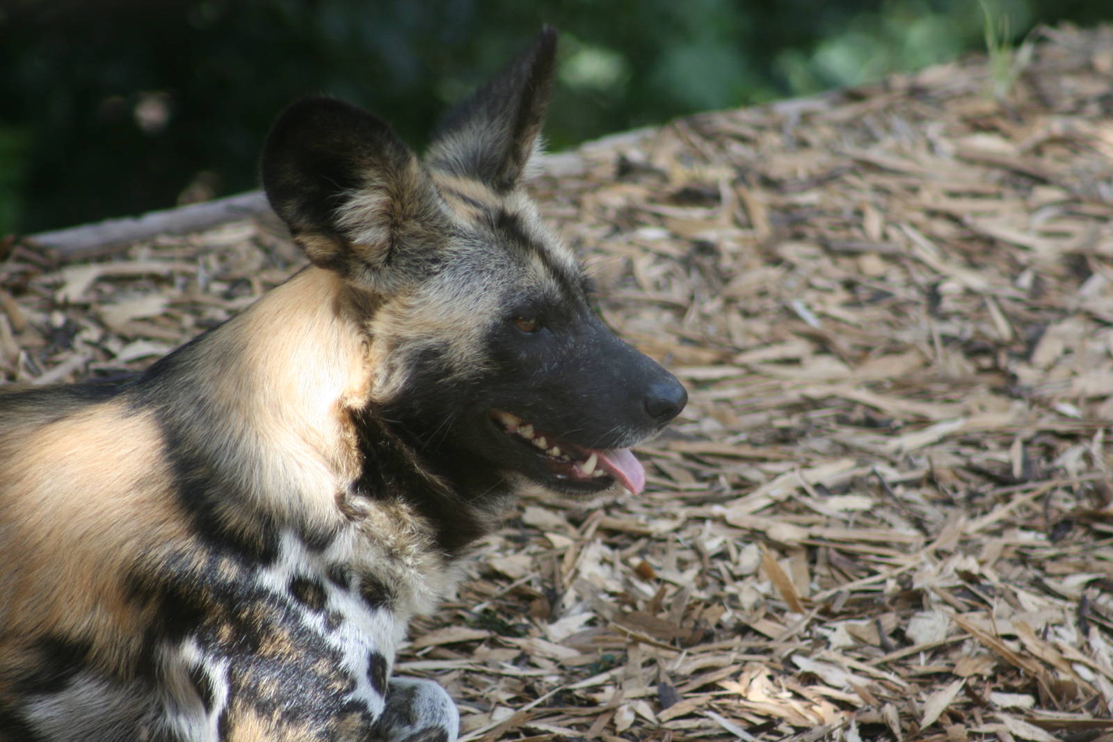 African Hunting Dog