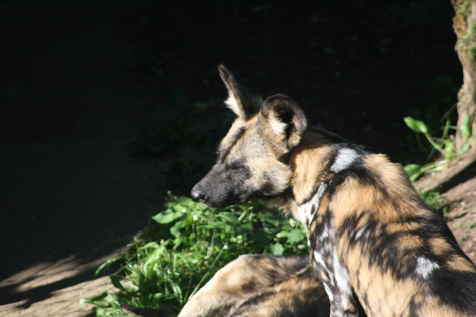 African Hunting Dog