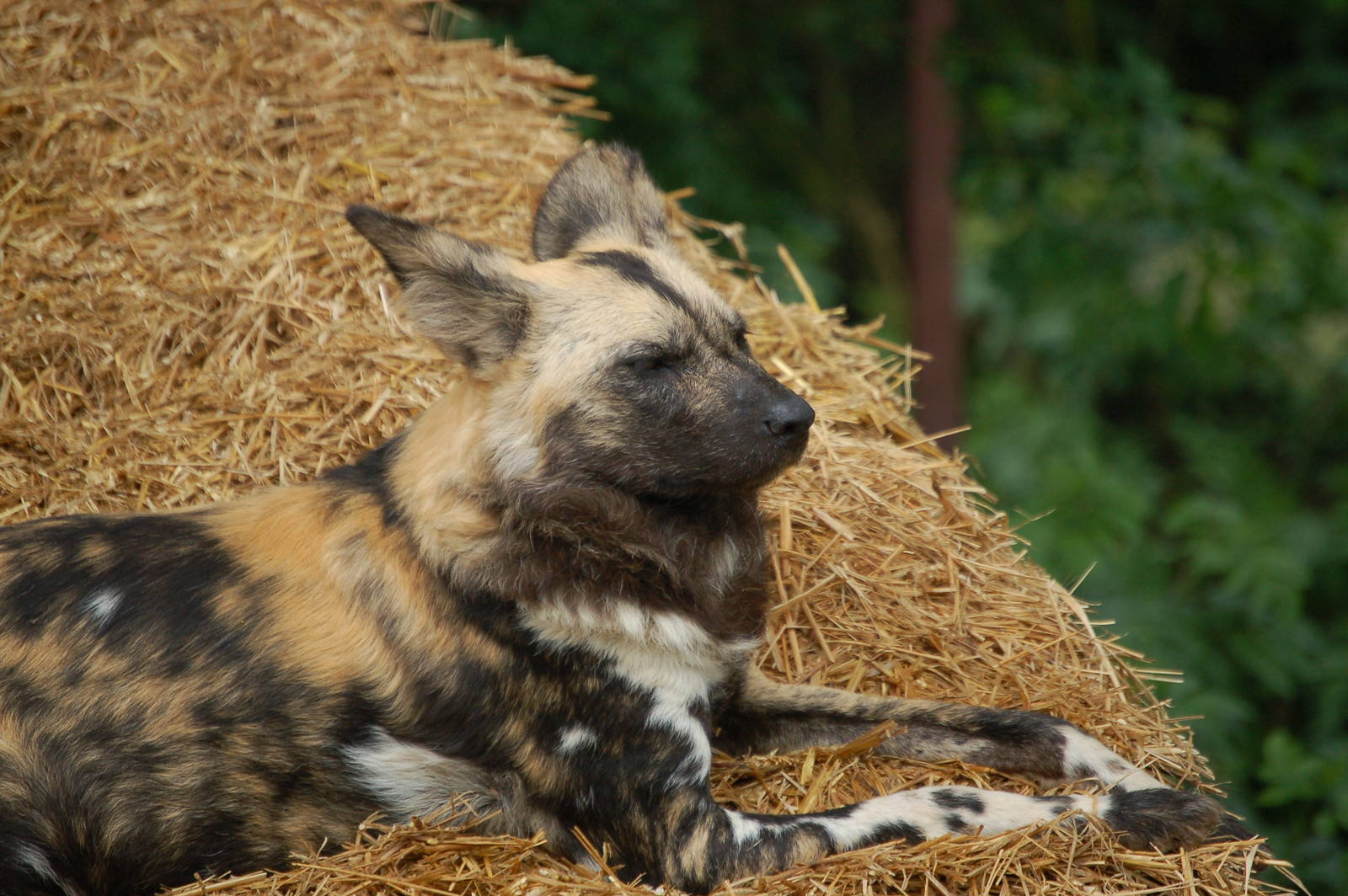 African Hunting Dog