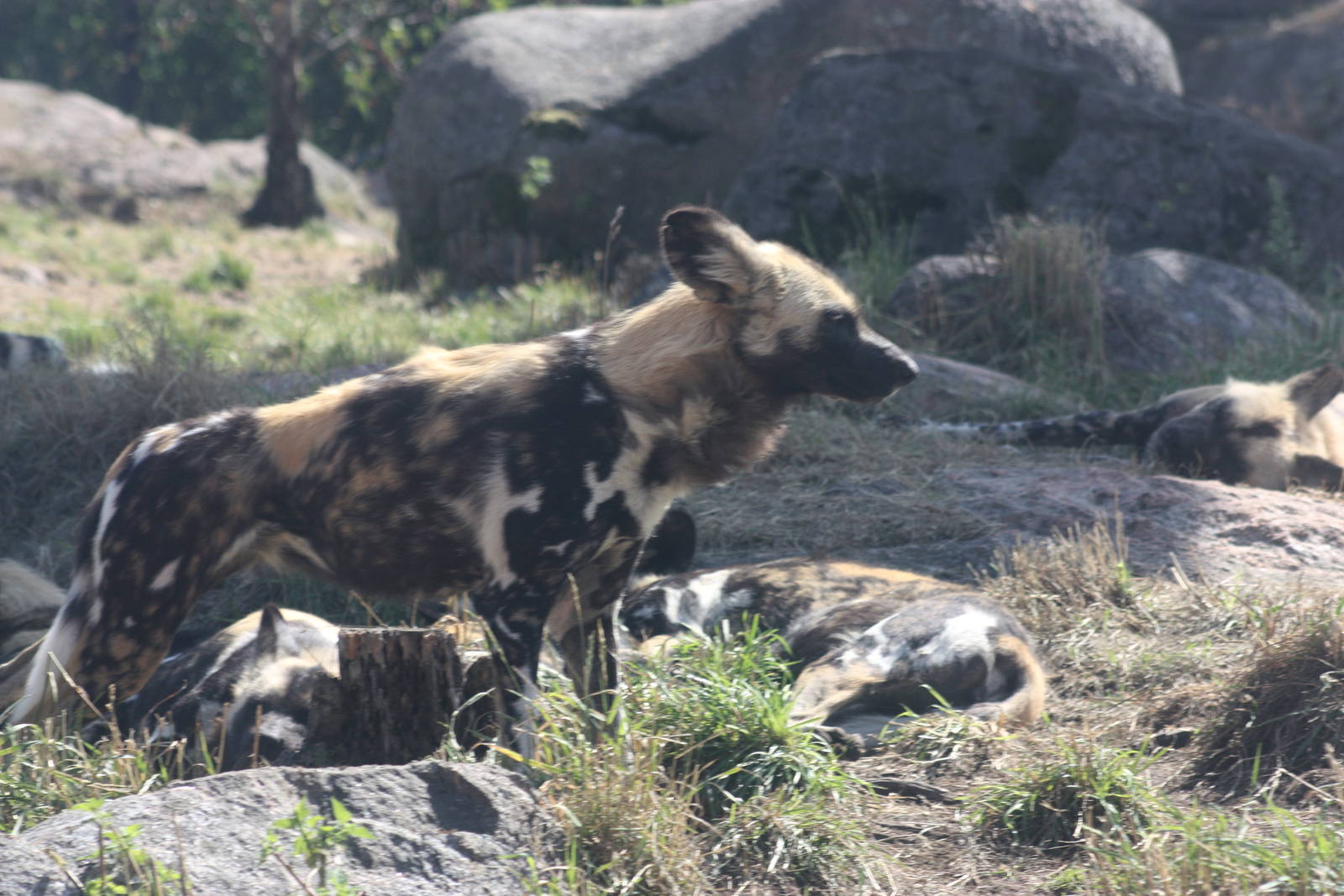 African hunting dog