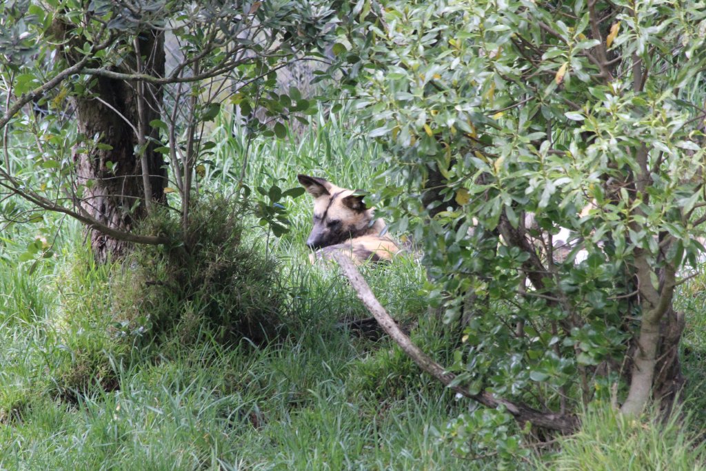 African Hunting Dog