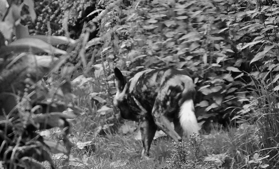 African Hunting Dog