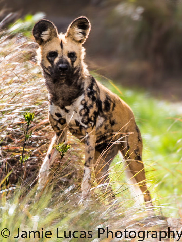 African Hunting Dog