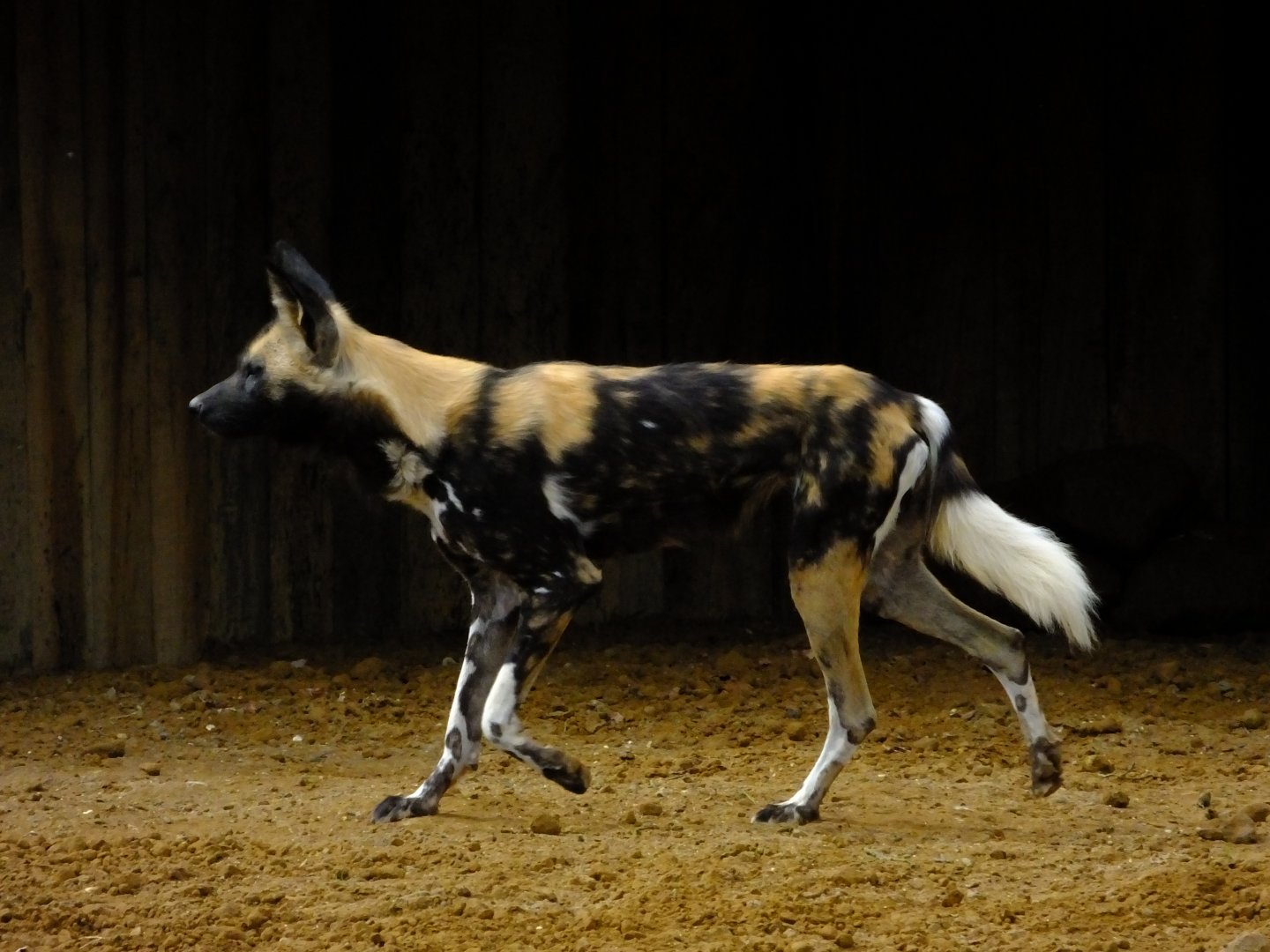 African hunting dog