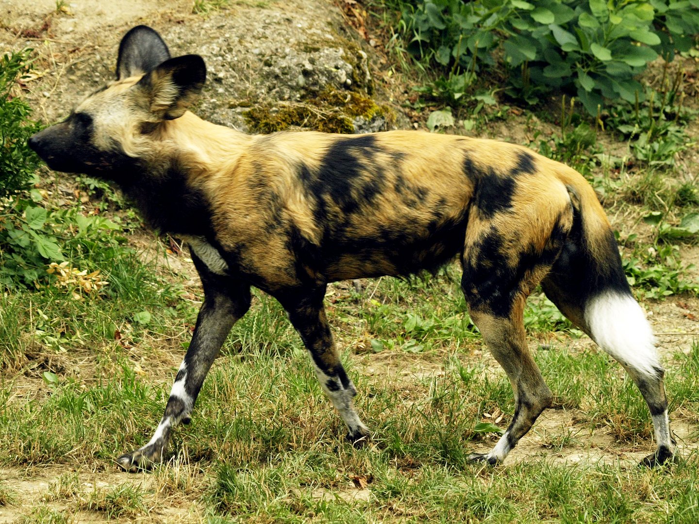 African hunting dog