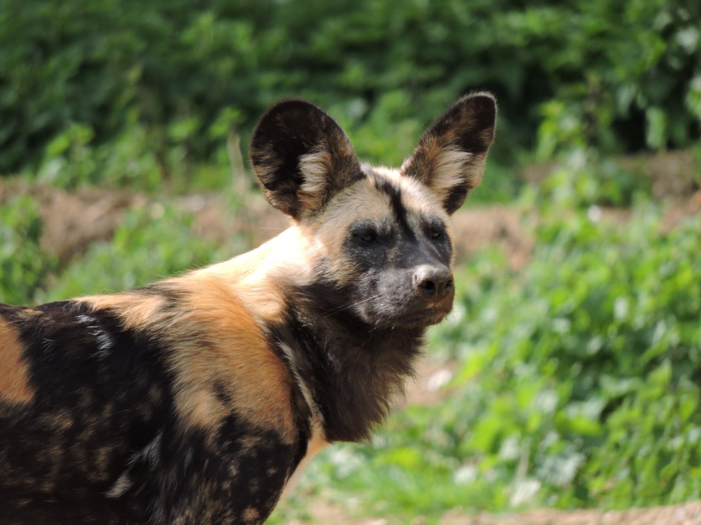 African Hunting Dog