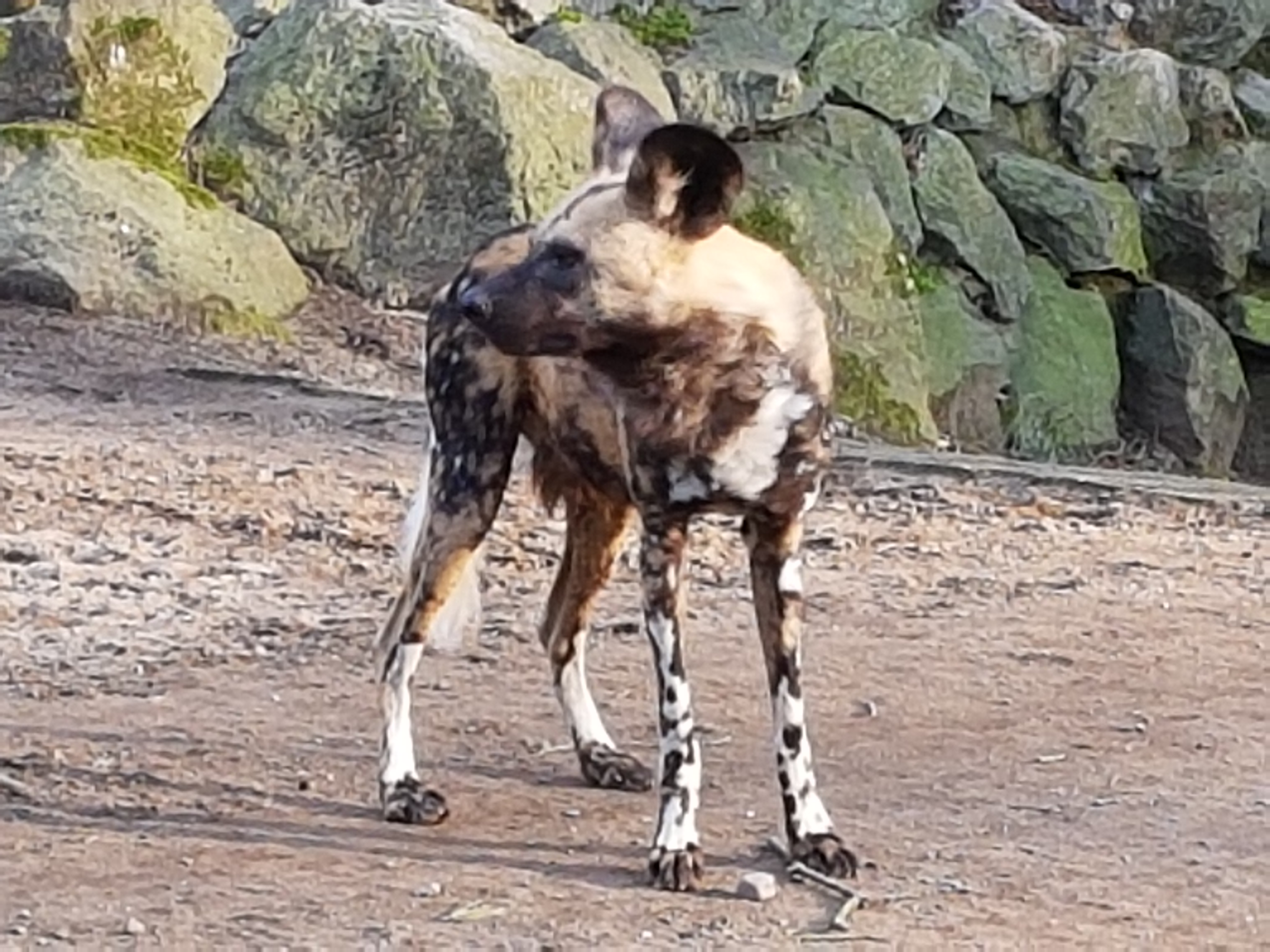 African hunting dog